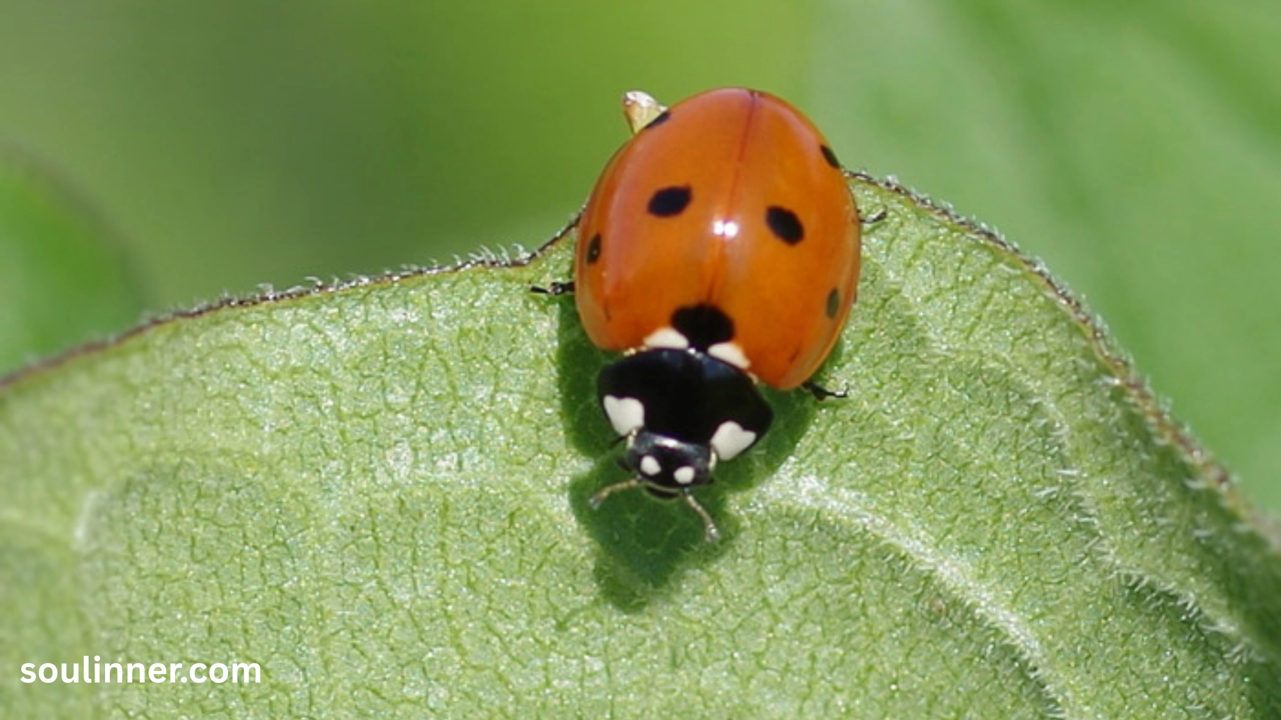 Orange Ladybug Meaning 