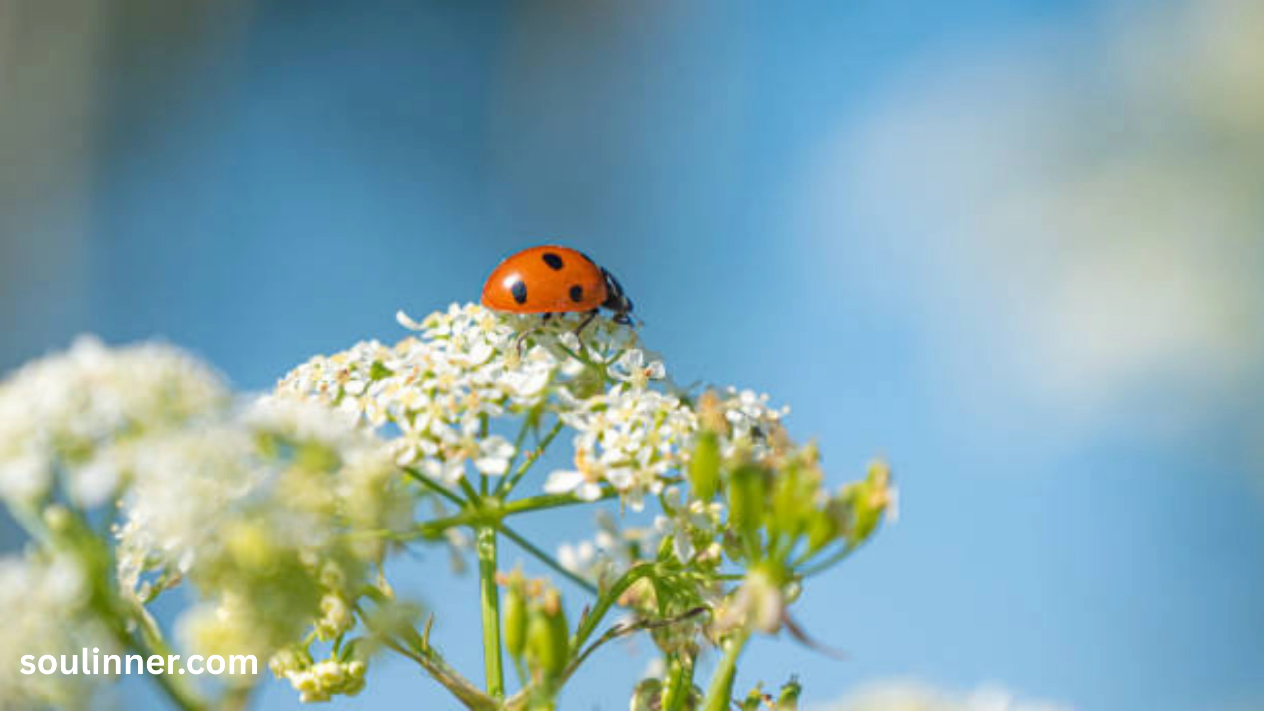 Orange Ladybug Meaning 