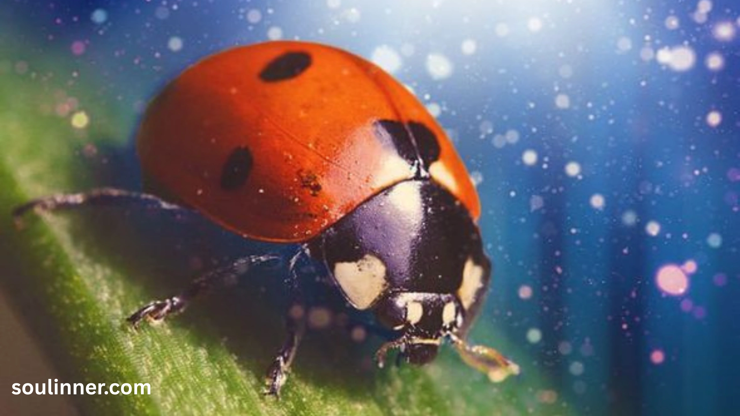 Orange Ladybug Meaning 