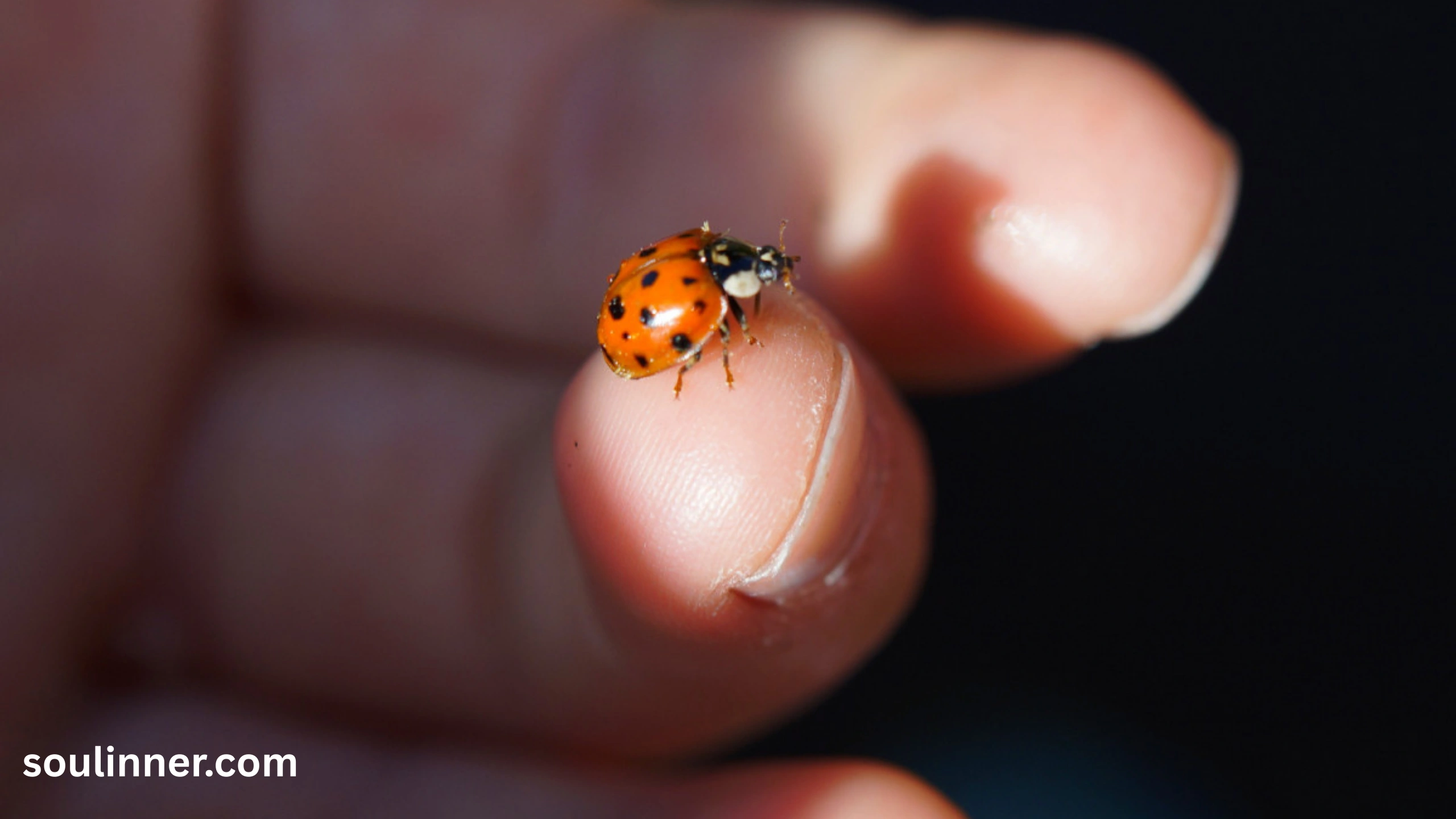 Orange Ladybug Meaning 