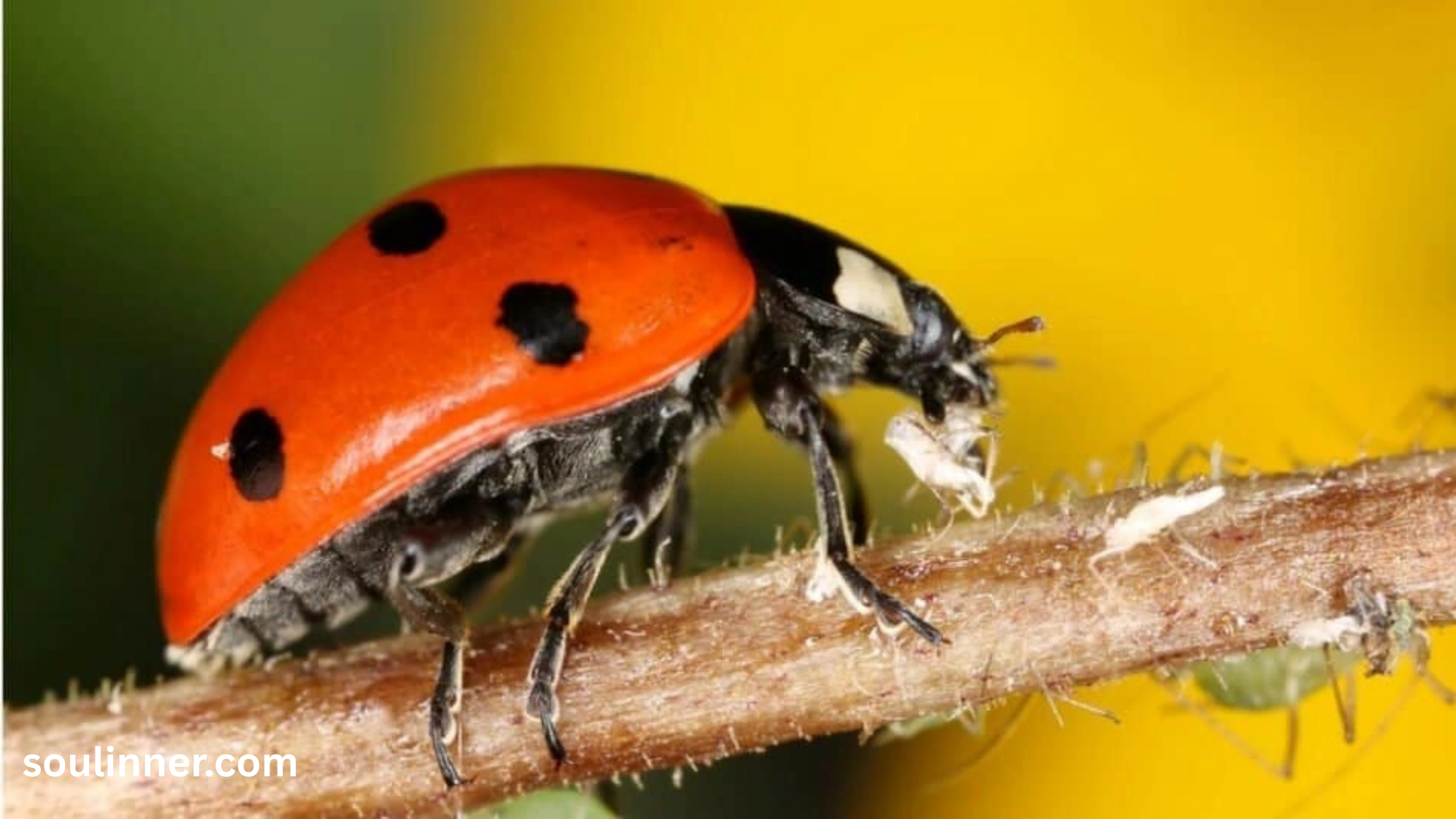 Orange Ladybug Meaning 