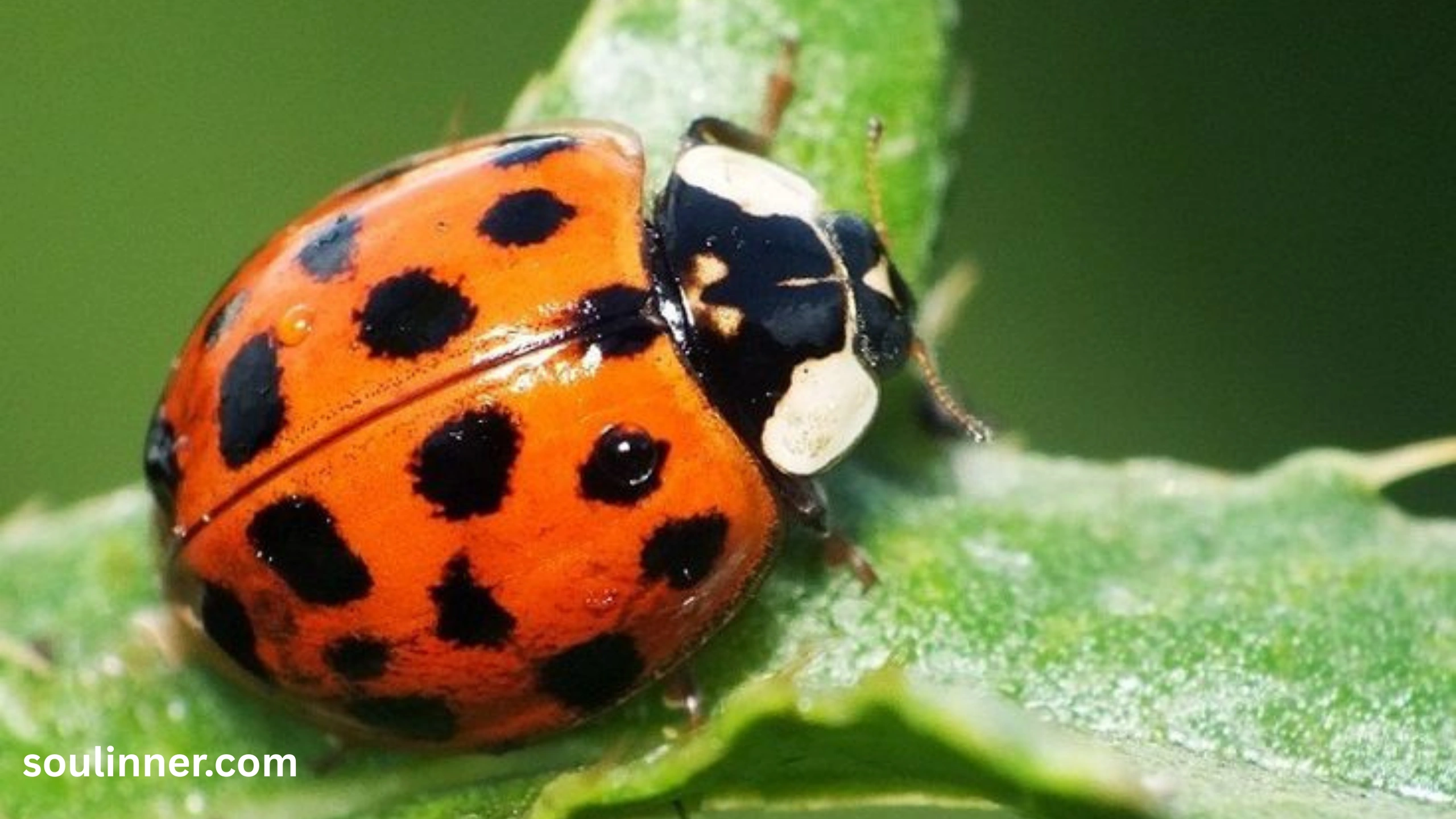 Orange Ladybug Meaning 