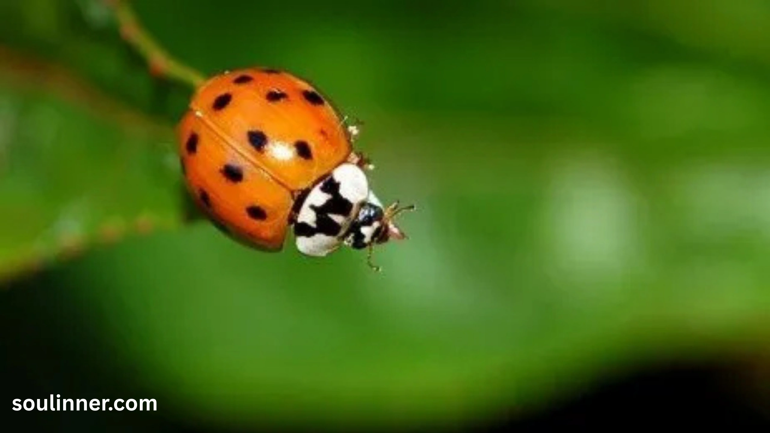 Orange Ladybug Meaning 