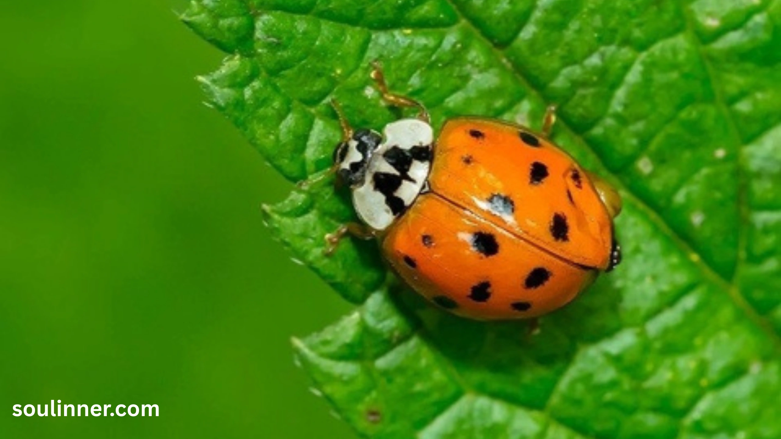 Orange Ladybug Meaning 