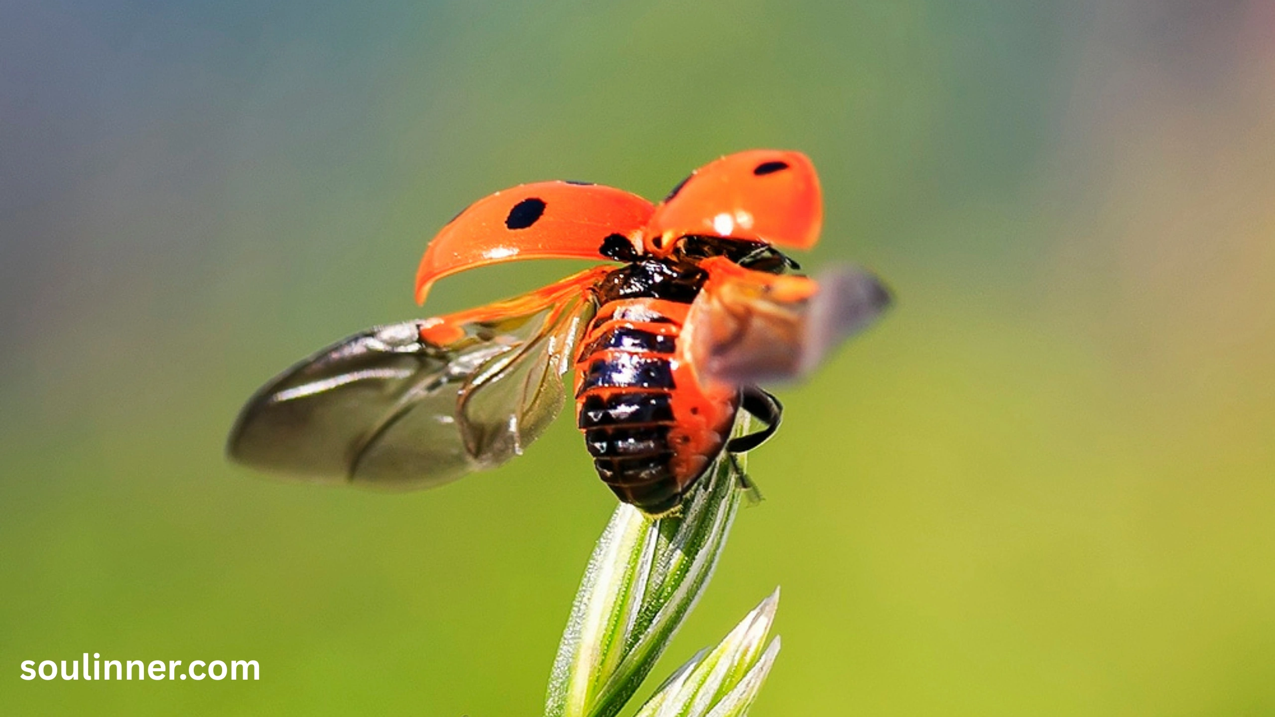 Orange Ladybug Meaning 