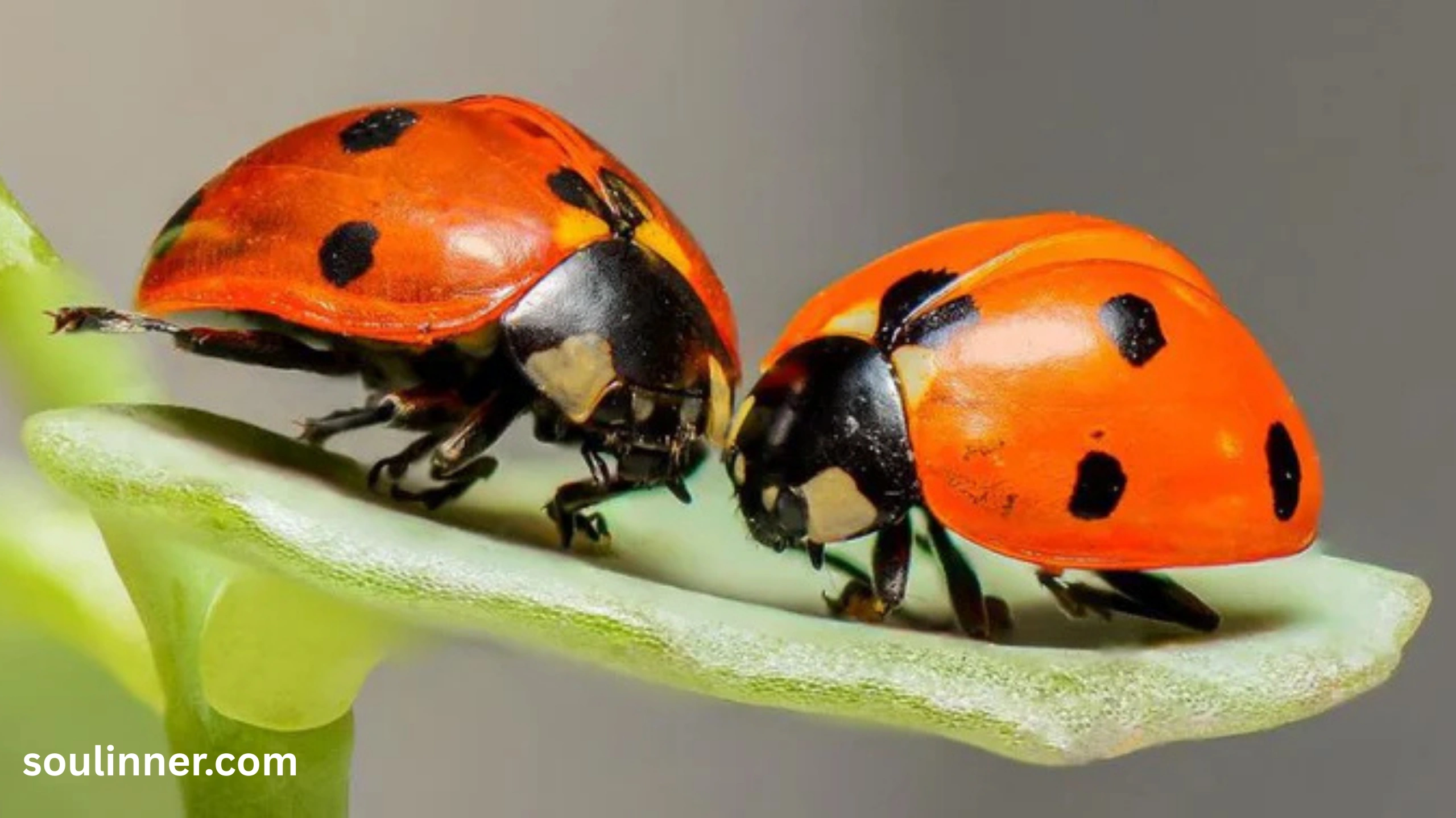 Orange Ladybug Meaning 