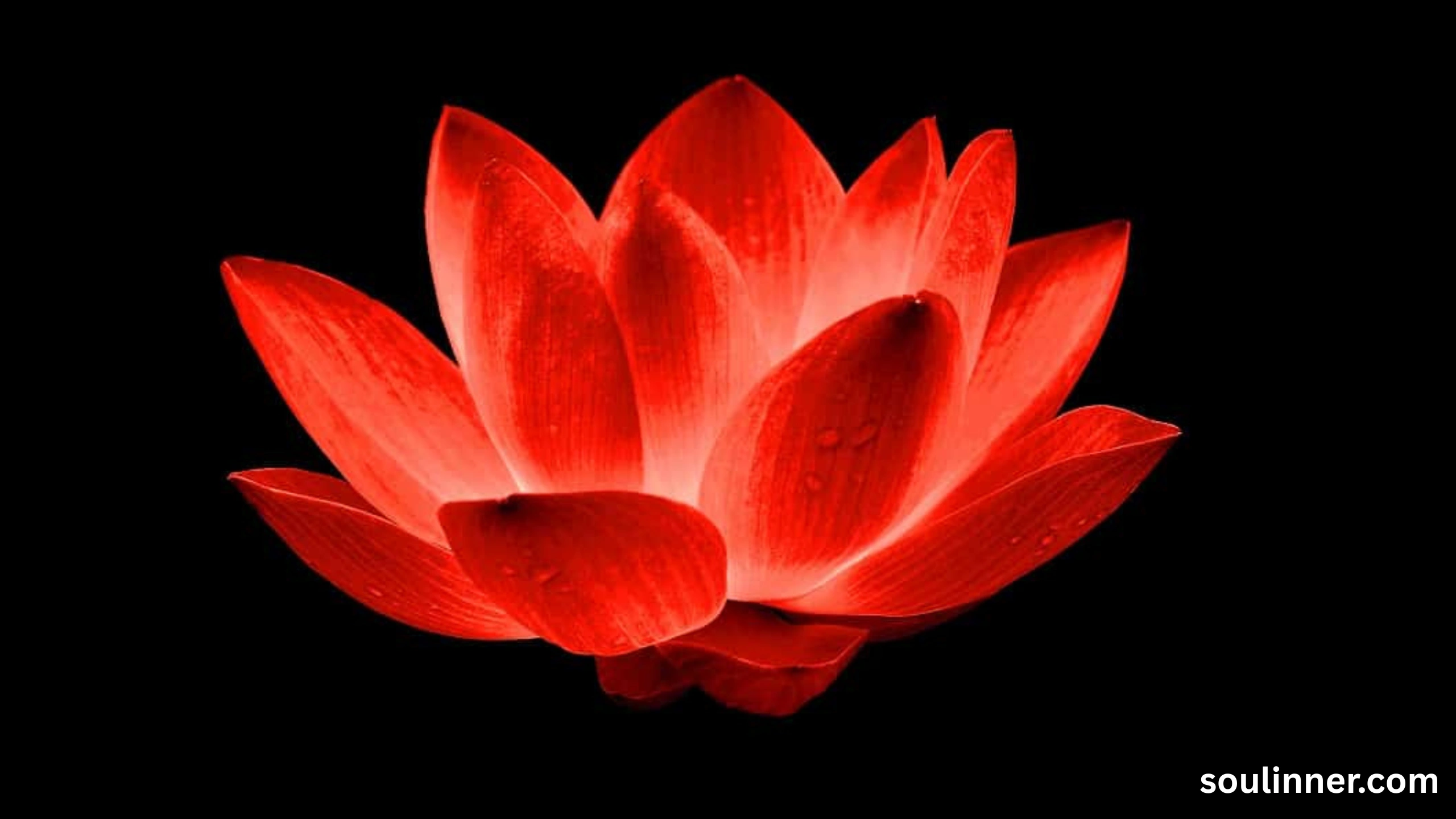 Red Lotus Flower Symbolism