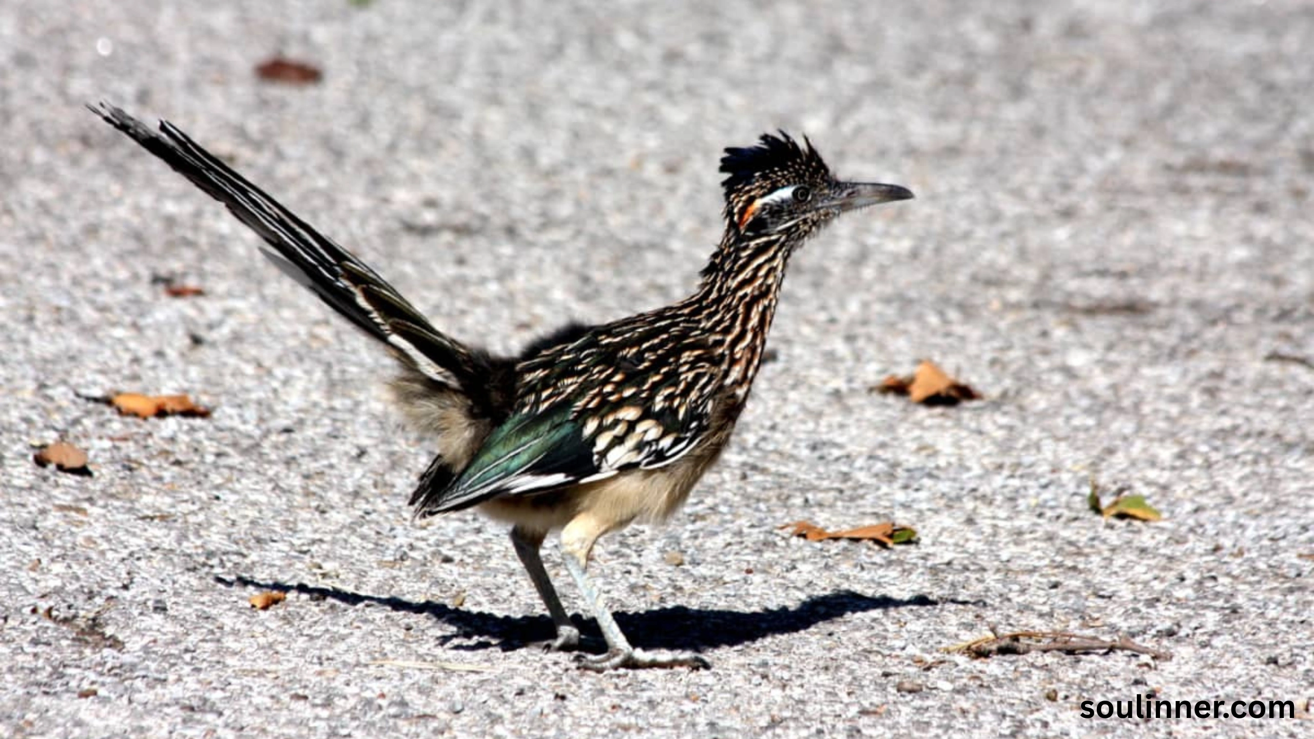 Roadrunner Spiritual Meaning