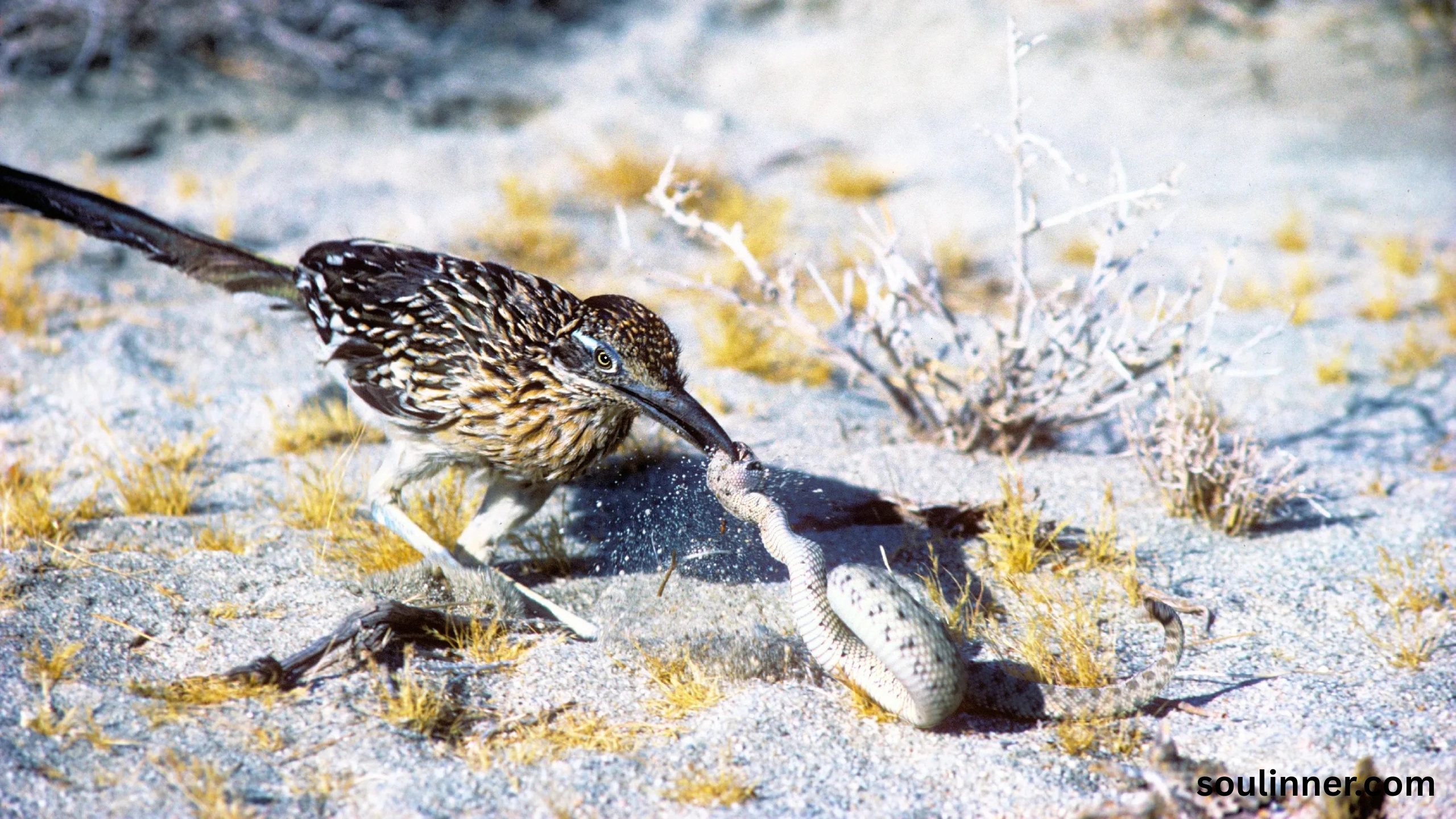 Roadrunner Spiritual Meaning