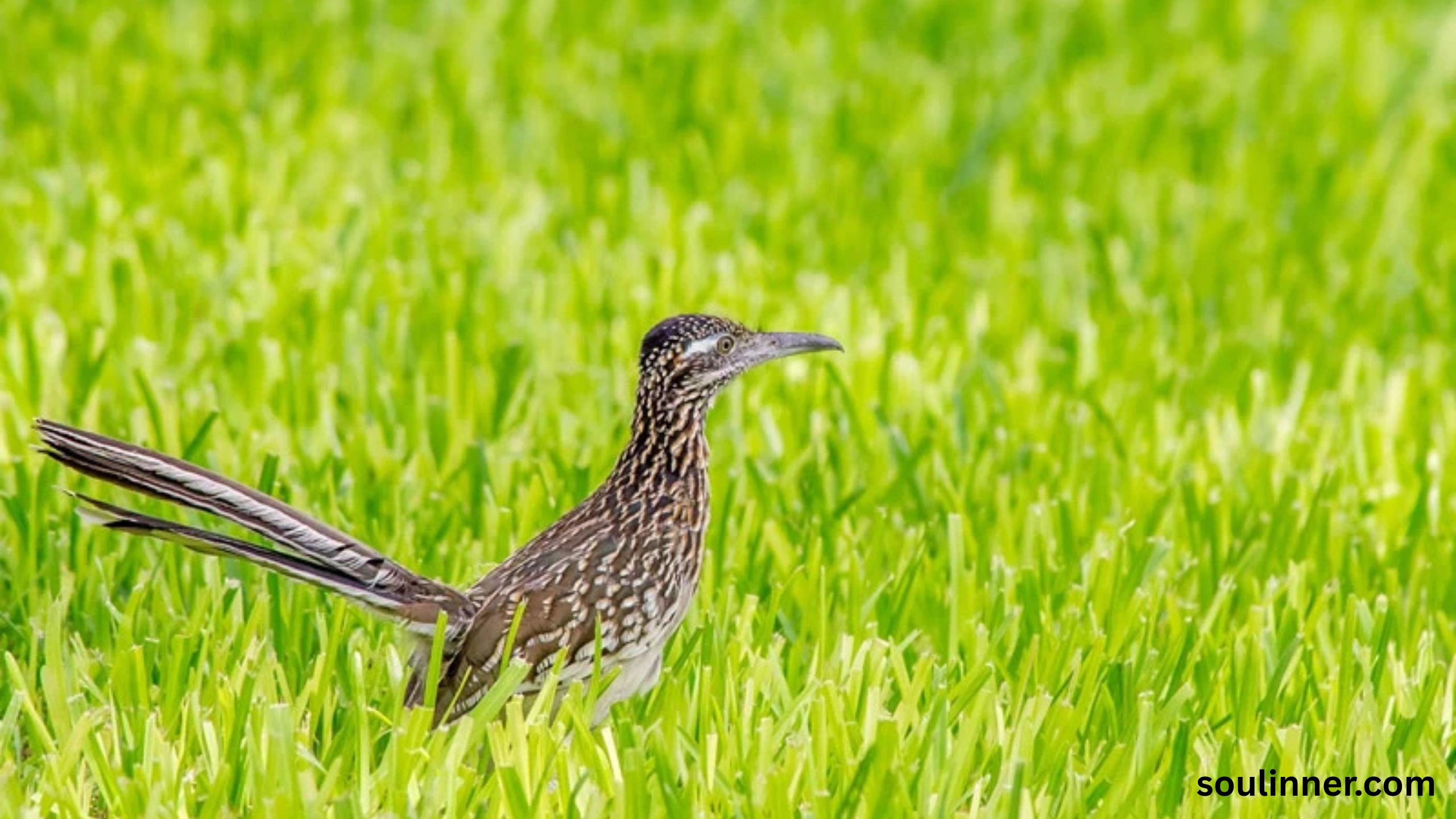 Roadrunner Spiritual Meaning