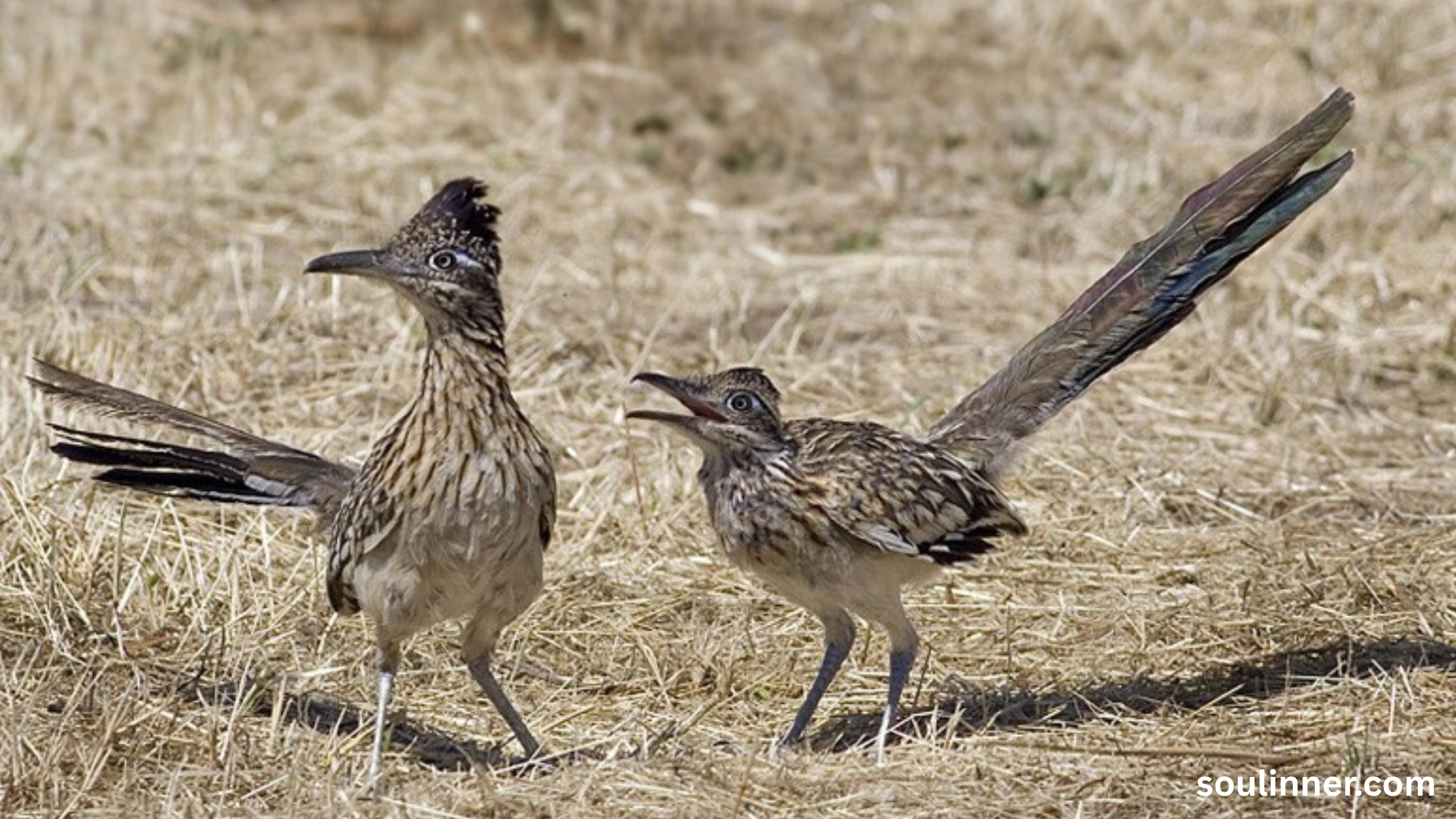 Roadrunner Spiritual Meaning