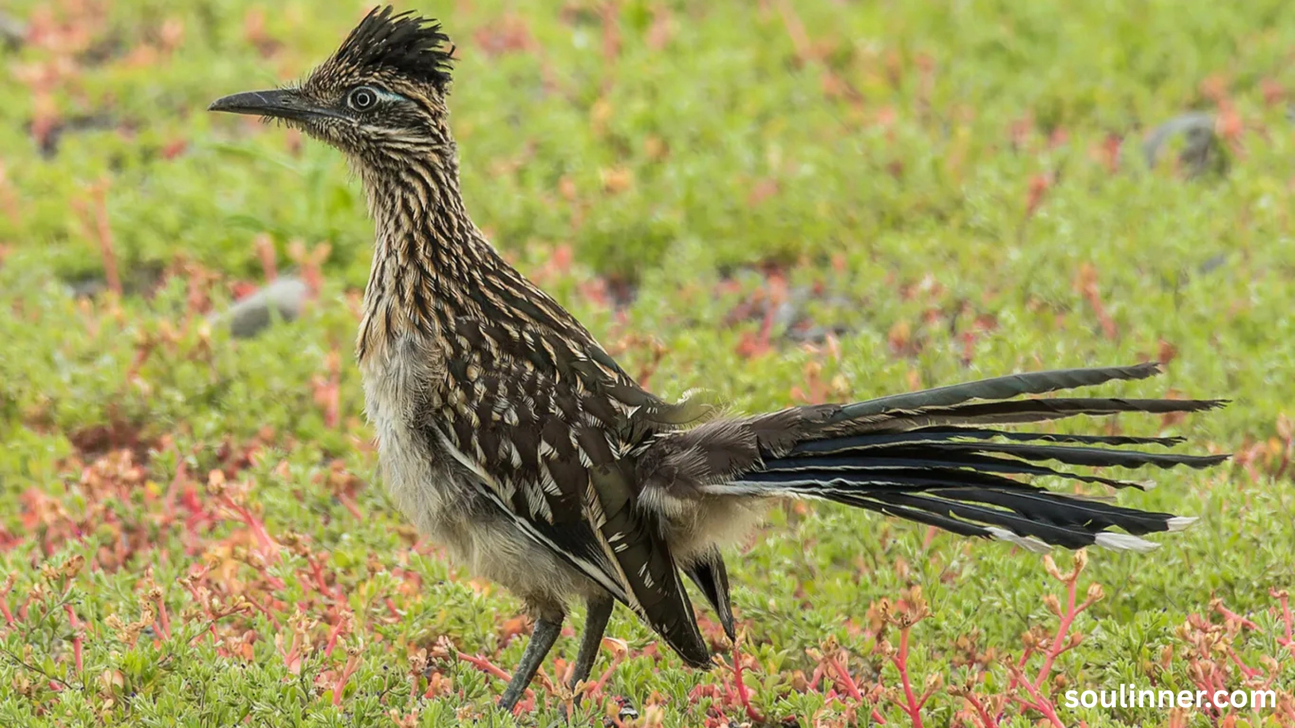 Roadrunner Spiritual Meaning