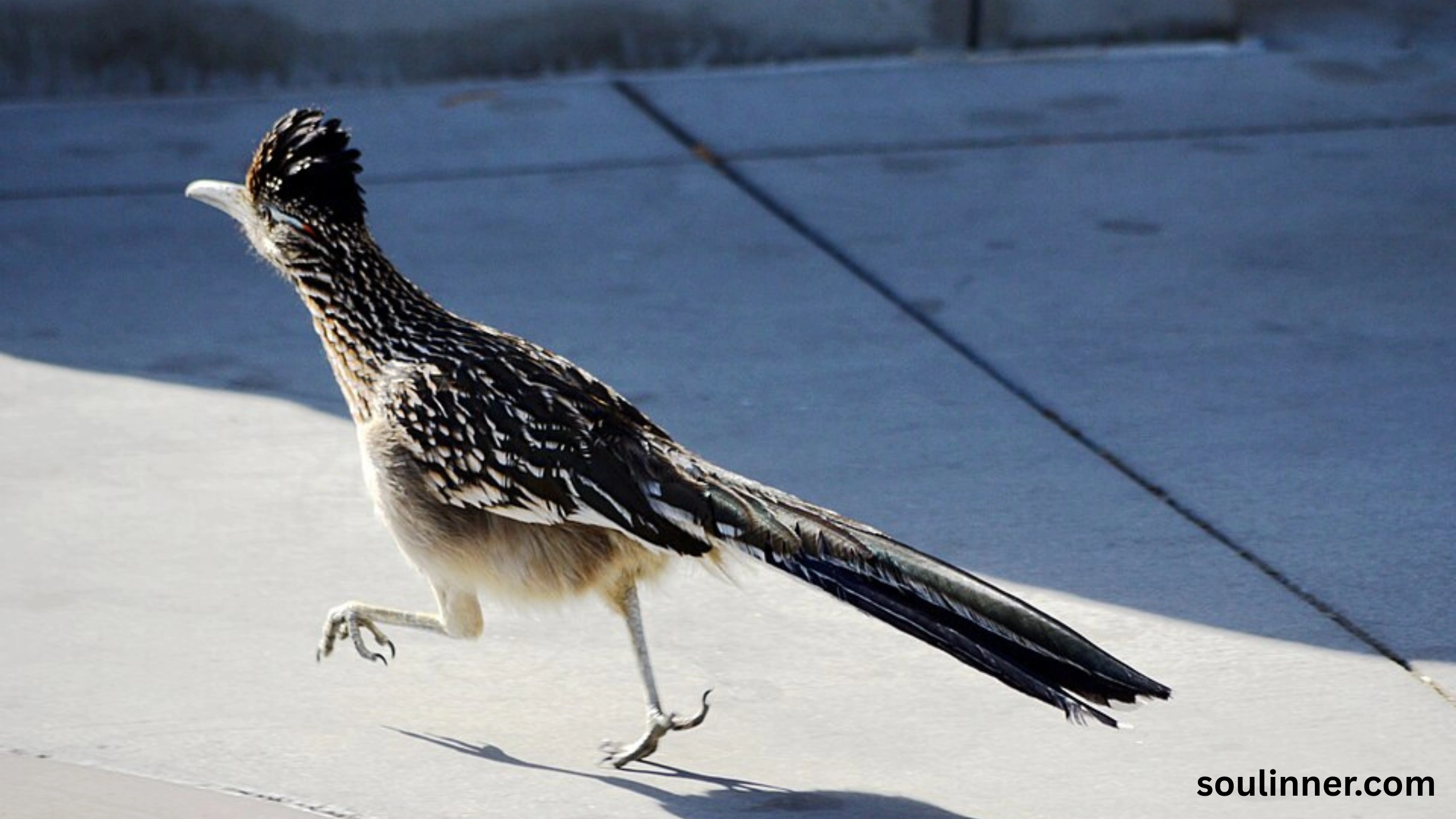 Roadrunner Spiritual Meaning