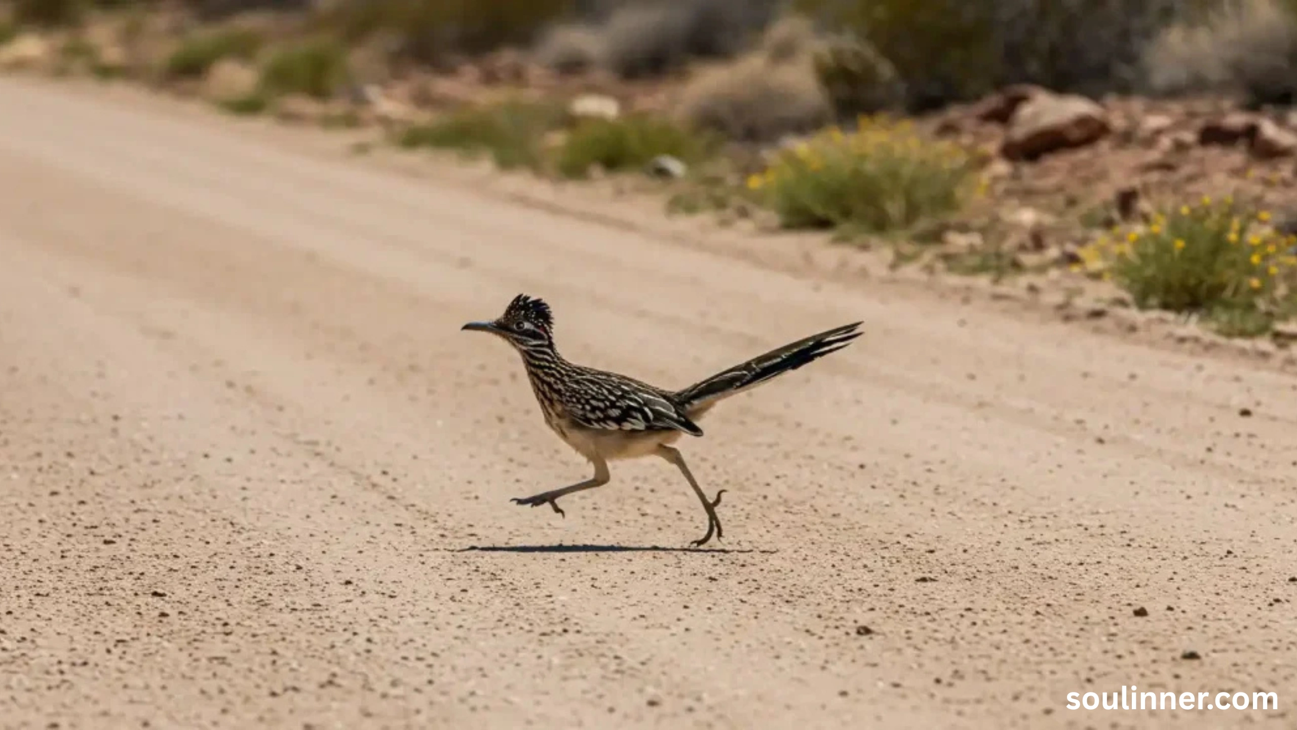 Roadrunner Spiritual Meaning