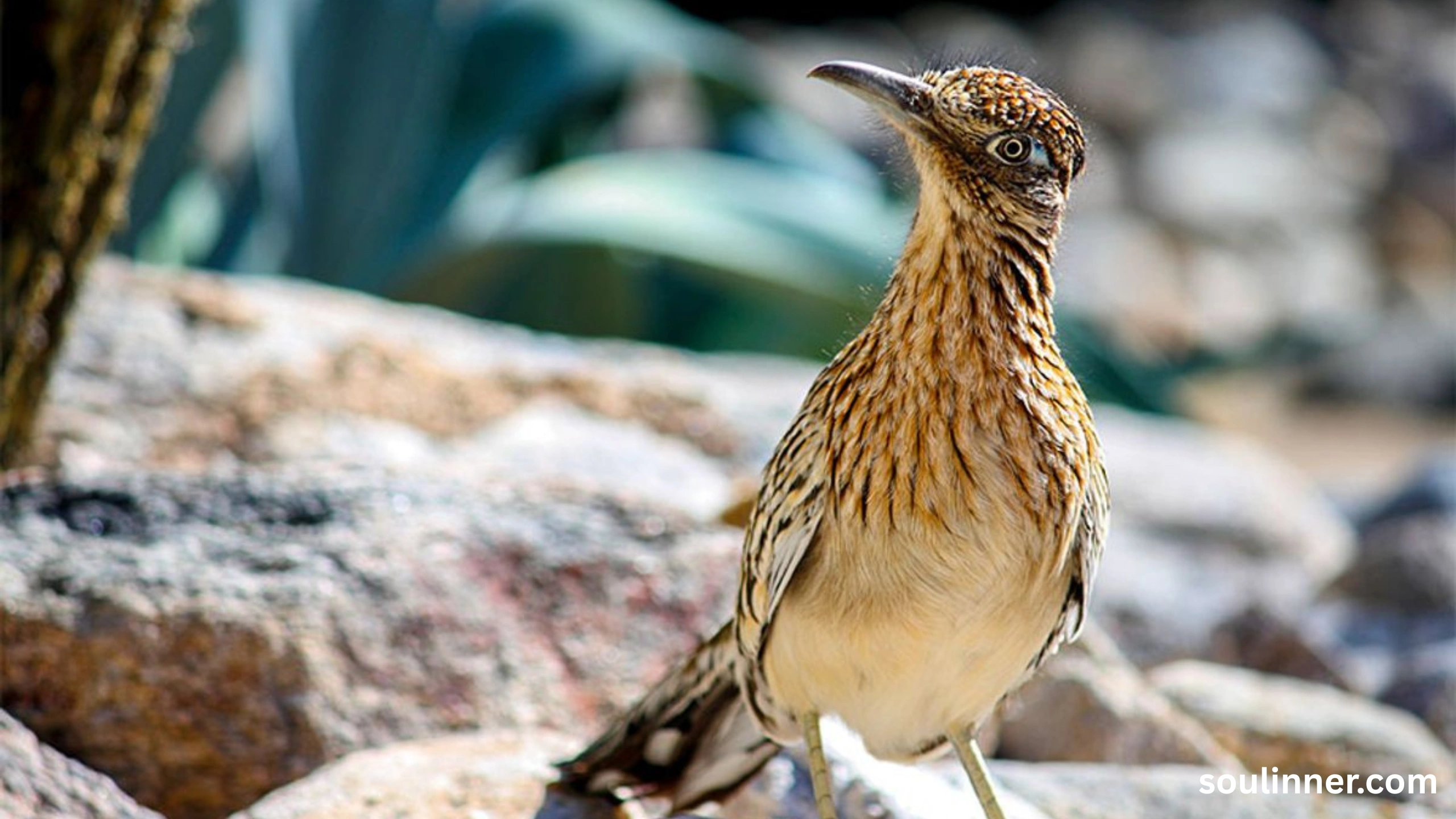 Roadrunner Spiritual Meaning