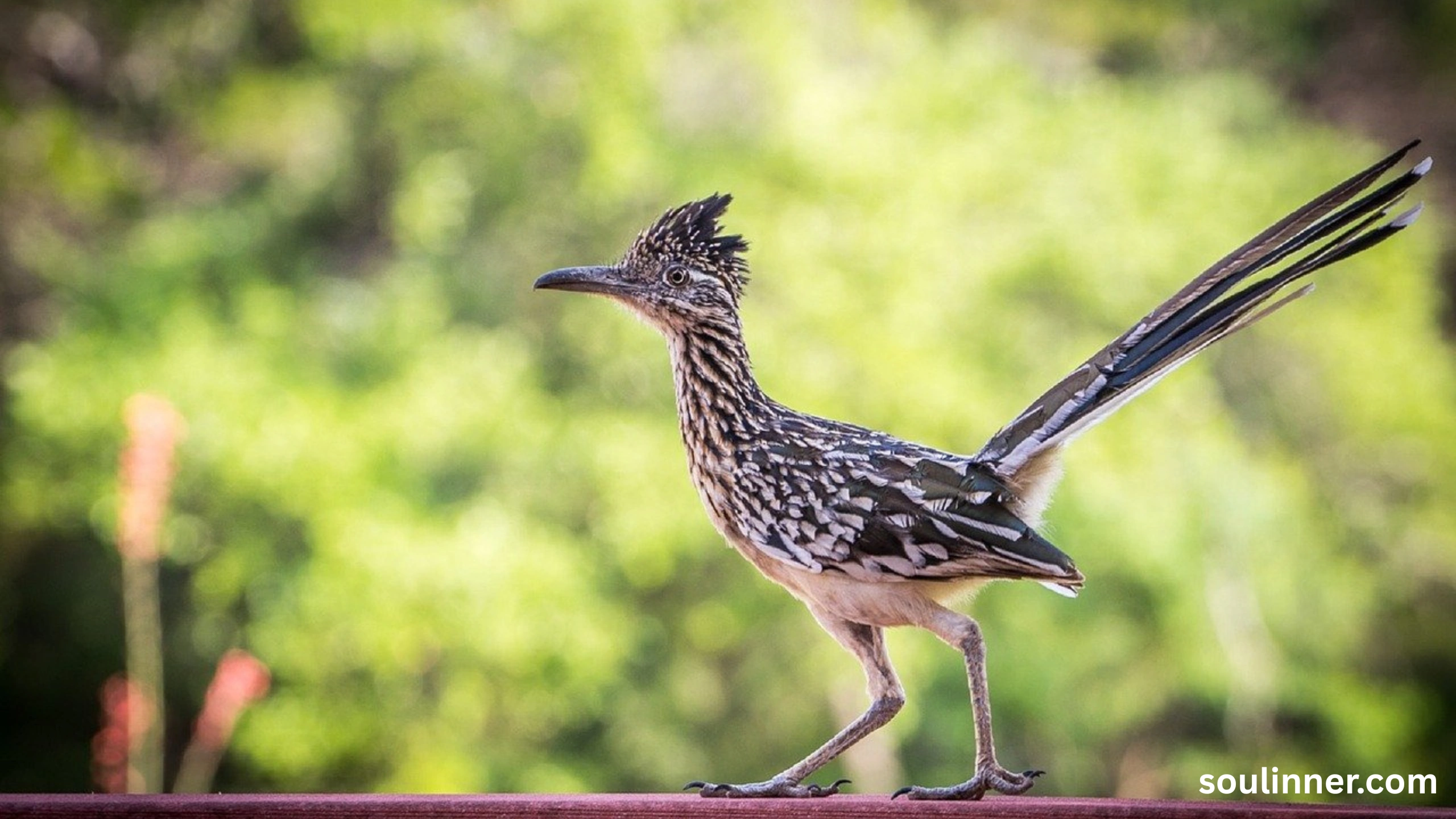 Roadrunner Spiritual Meaning
