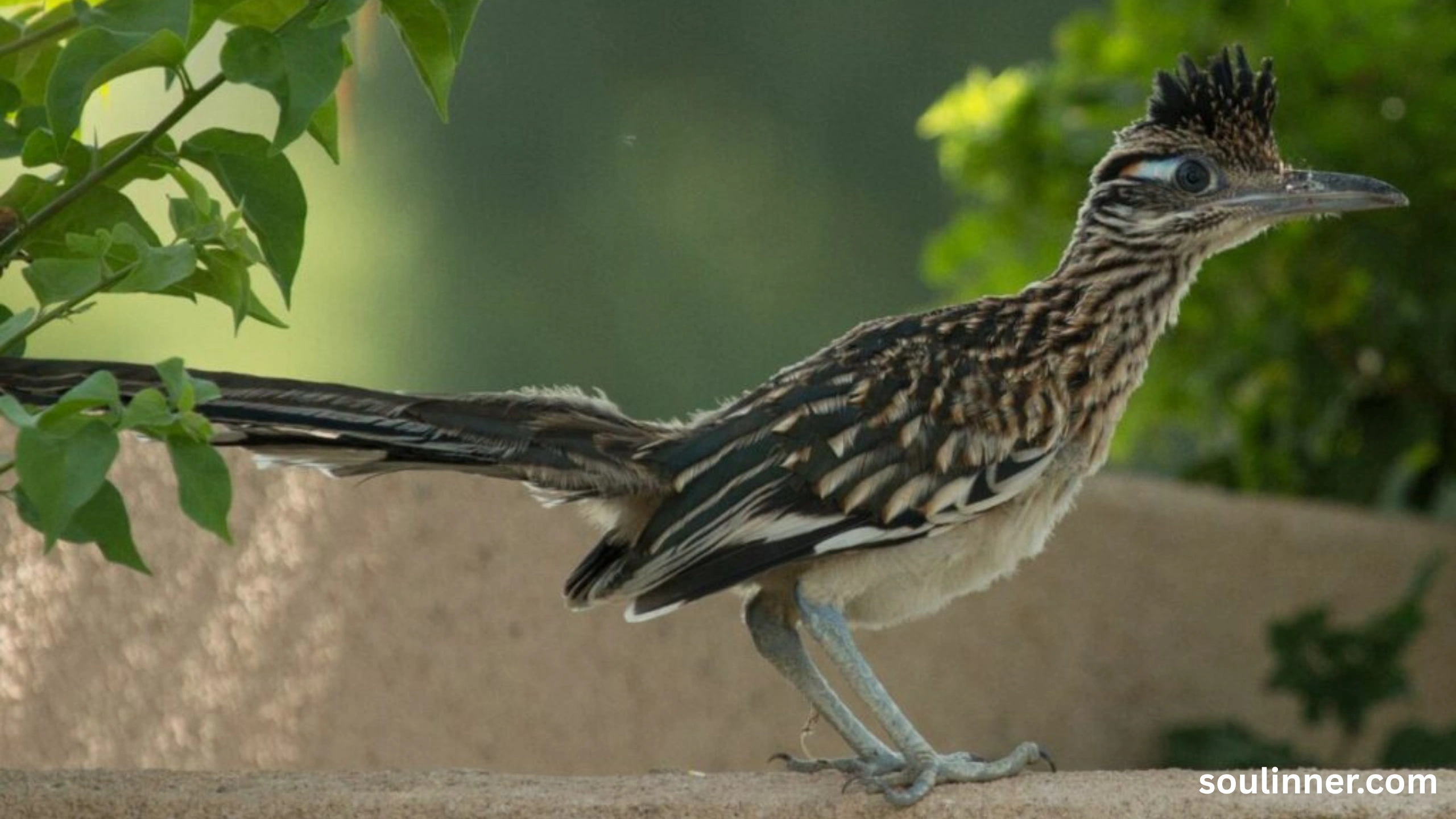 Roadrunner Spiritual Meaning