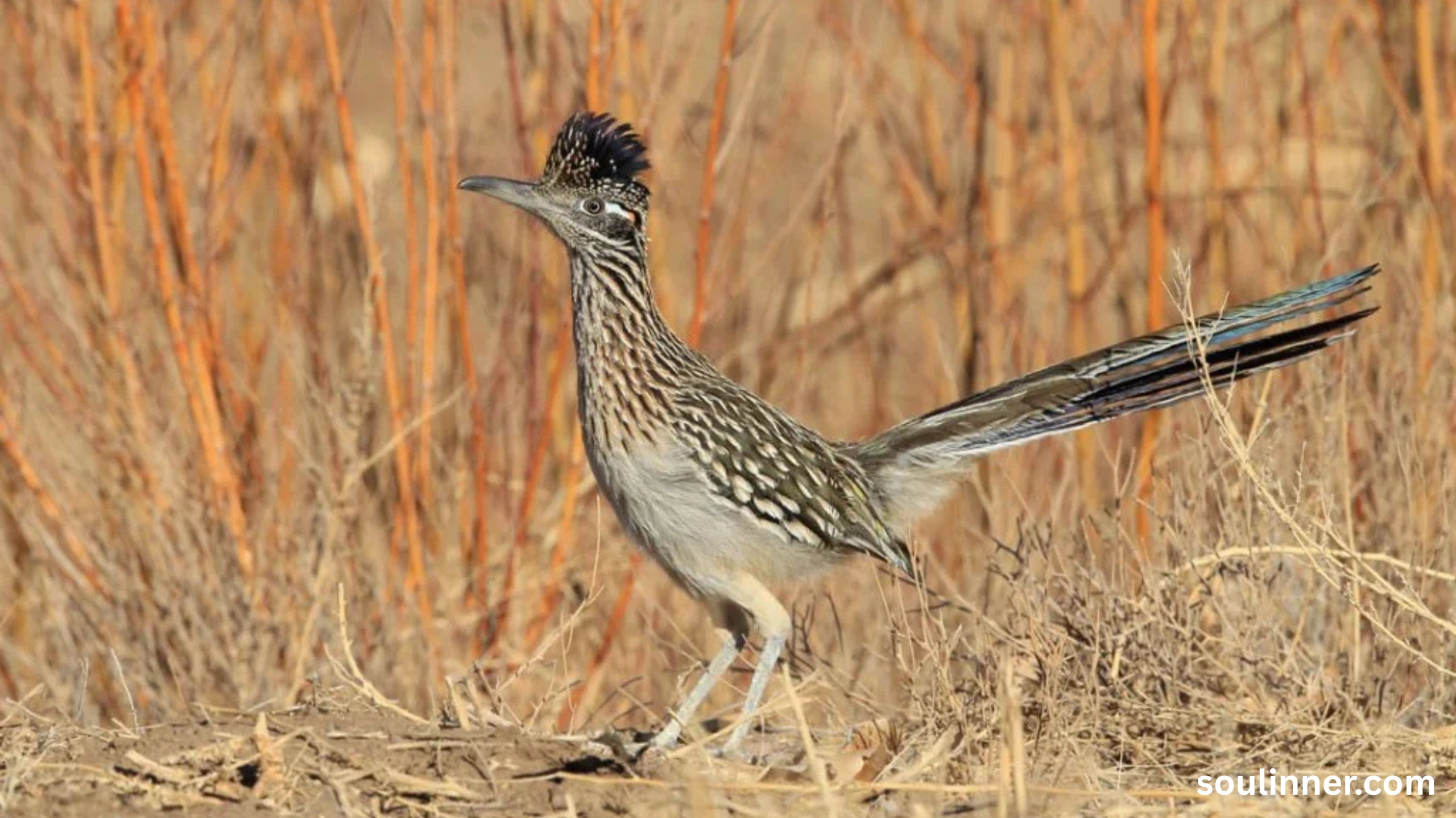Roadrunner Spiritual Meaning