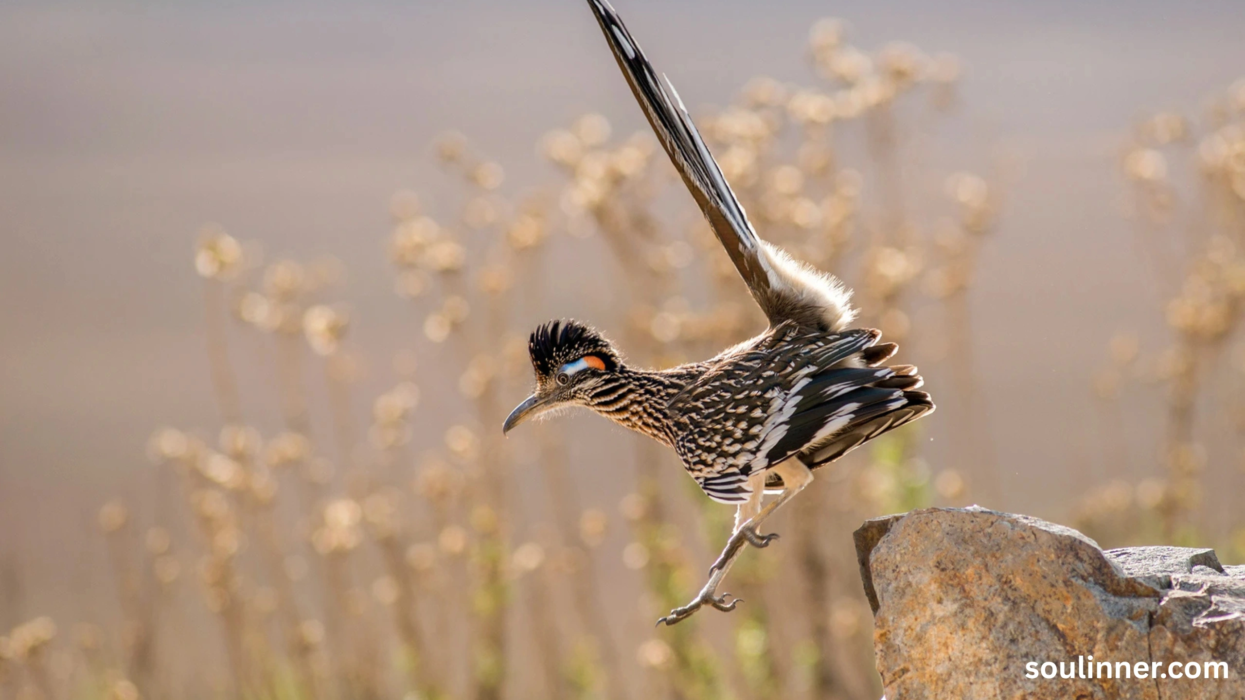 Roadrunner Spiritual Meaning