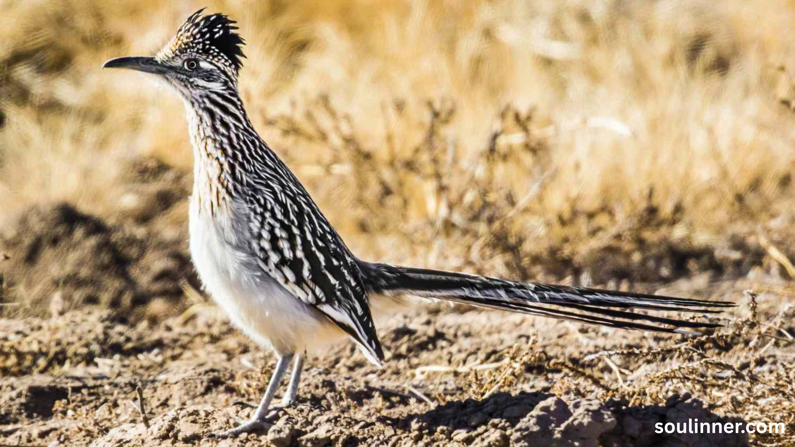 Roadrunner Spiritual Meaning