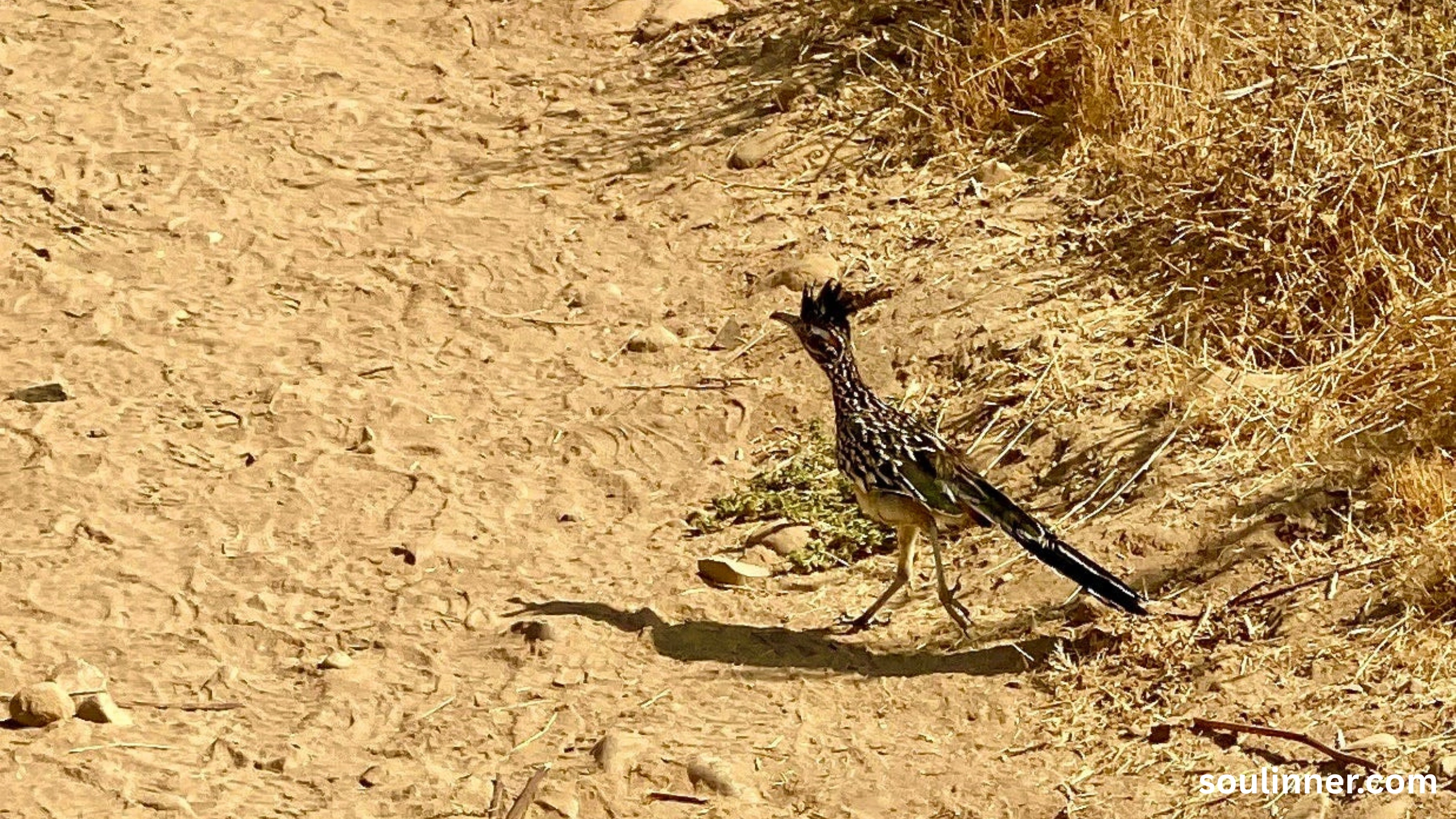 Roadrunner Spiritual Meaning