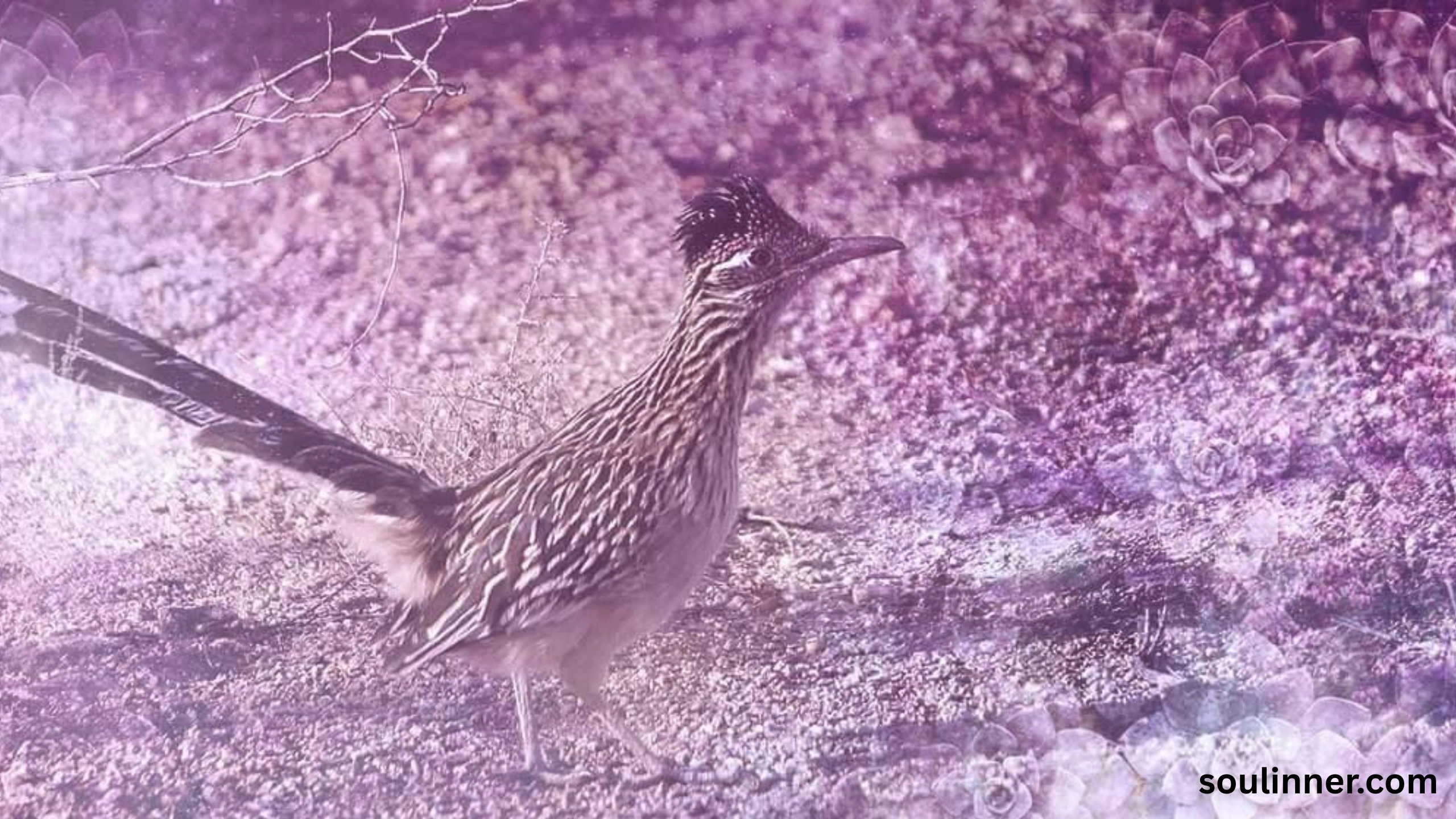 Roadrunner Spiritual Meaning