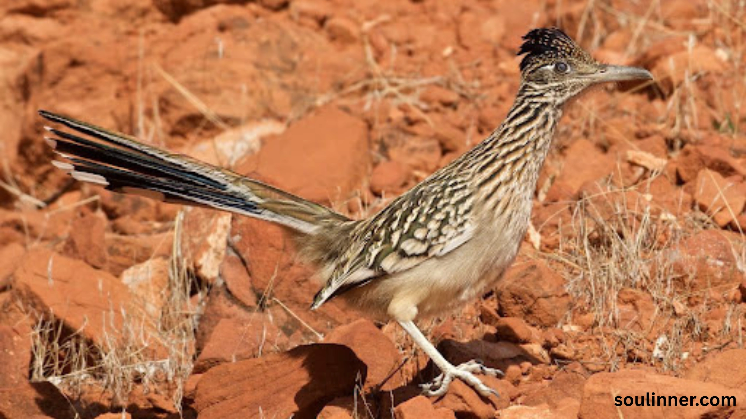 Roadrunner Spiritual Meaning