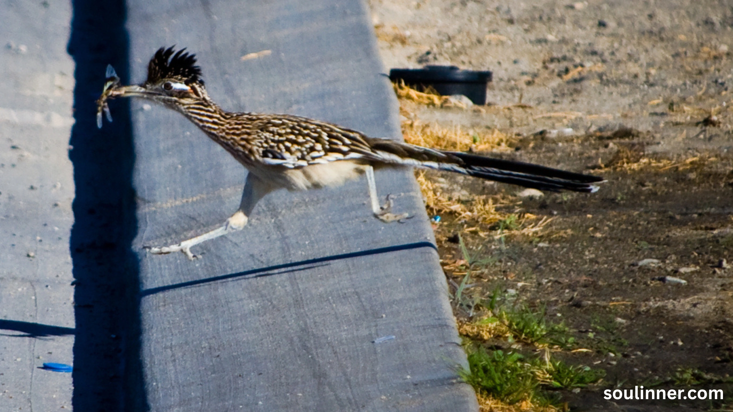 Roadrunner Spiritual Meaning