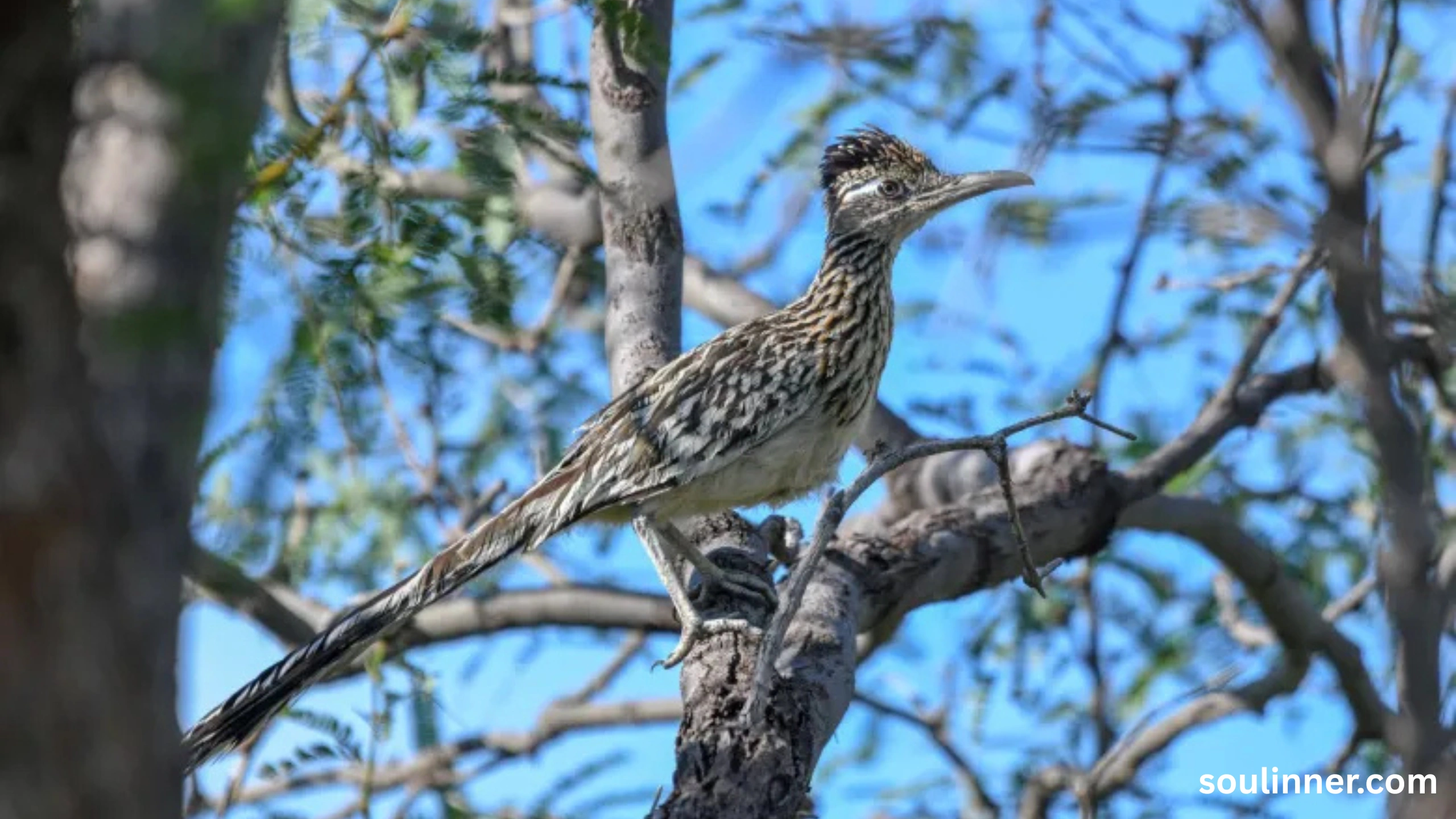 Roadrunner Spiritual Meaning