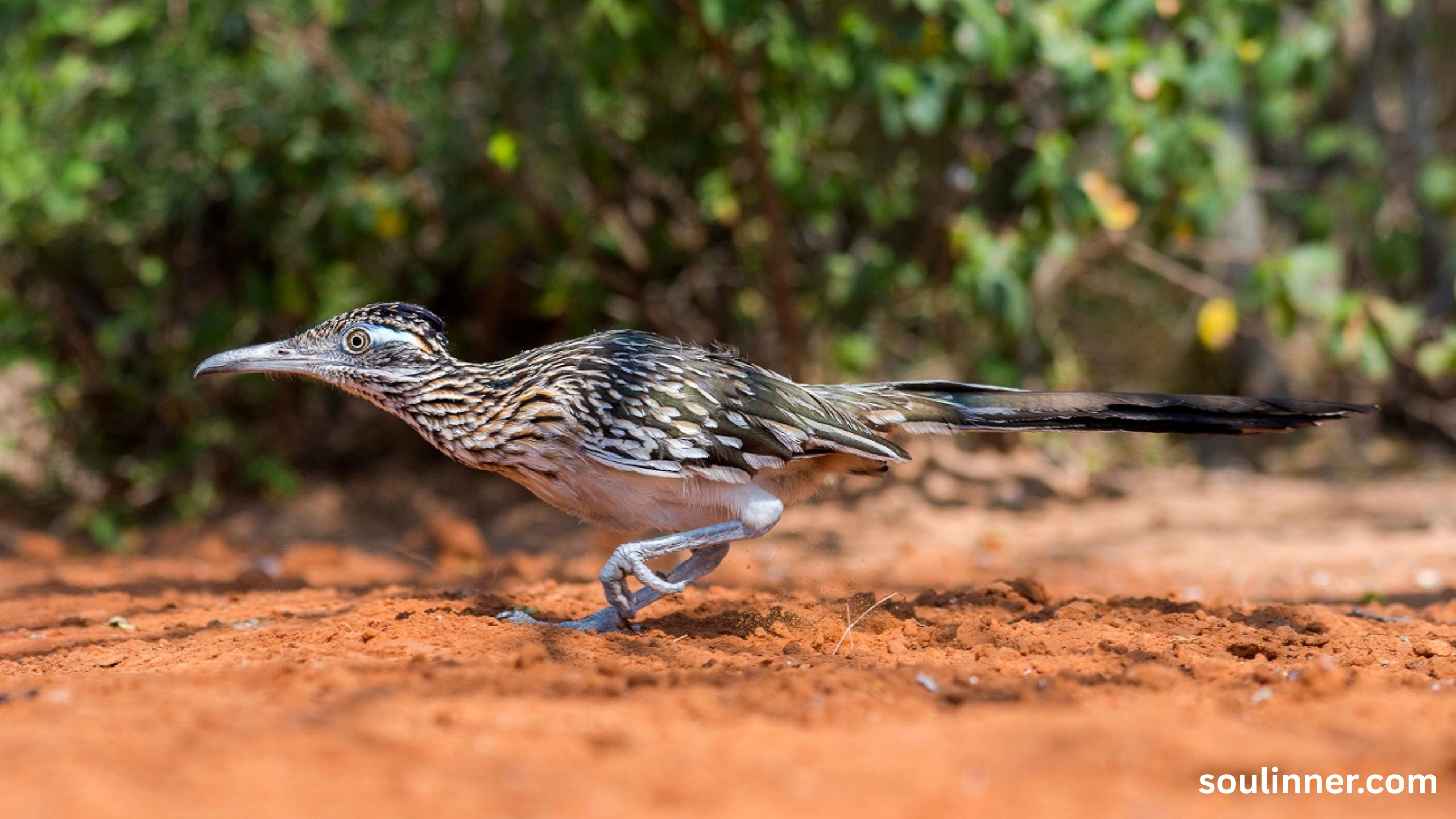 Roadrunner Spiritual Meaning