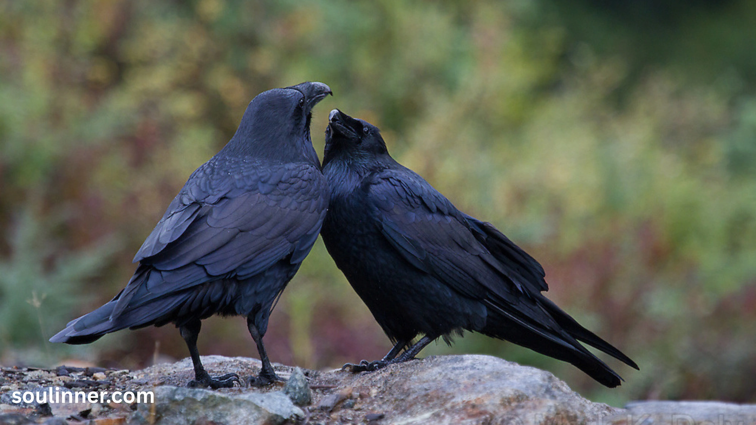 Seeing 2 Crows Spiritual Meaning 