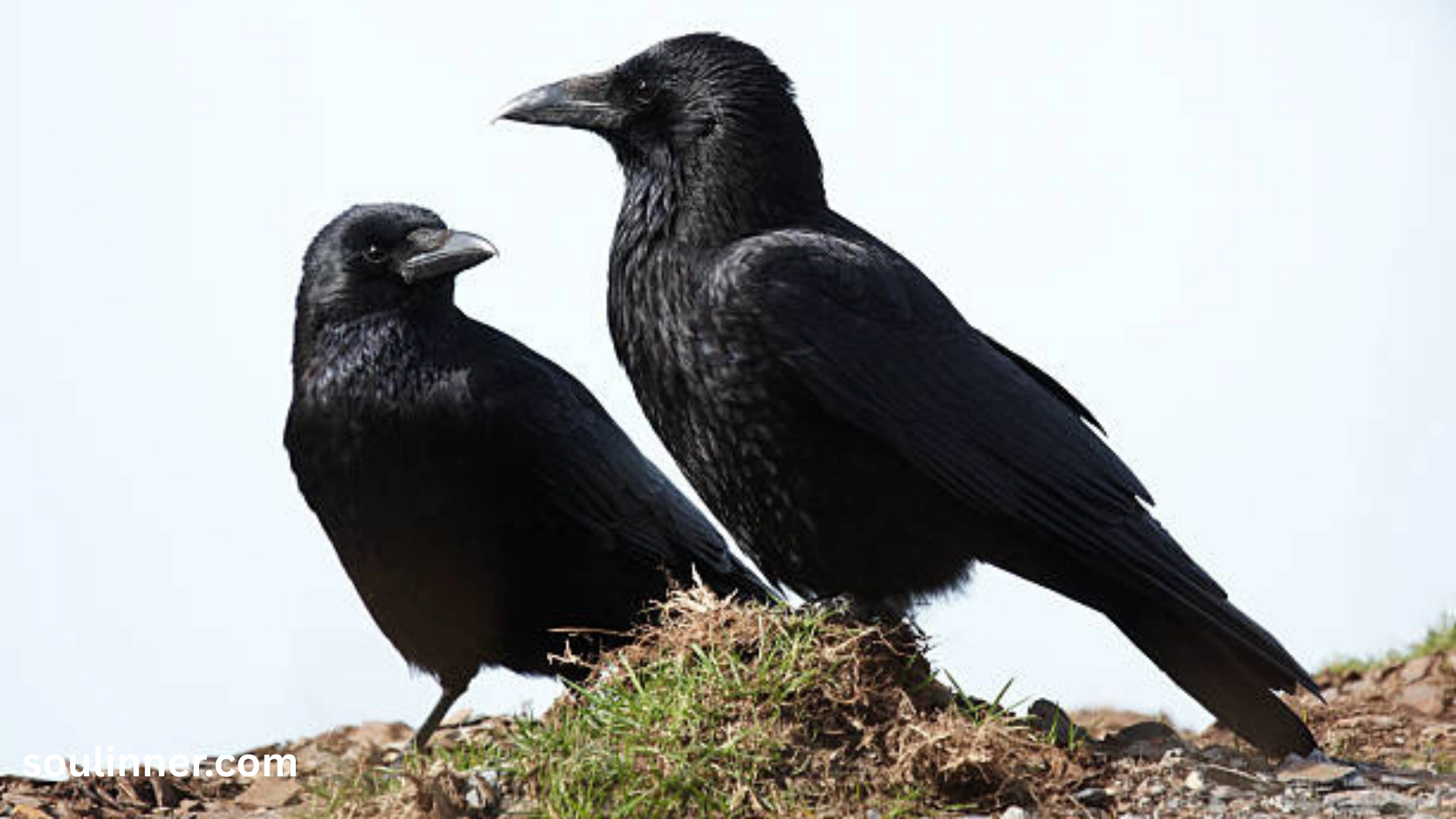 Seeing 2 Crows Spiritual Meaning 
