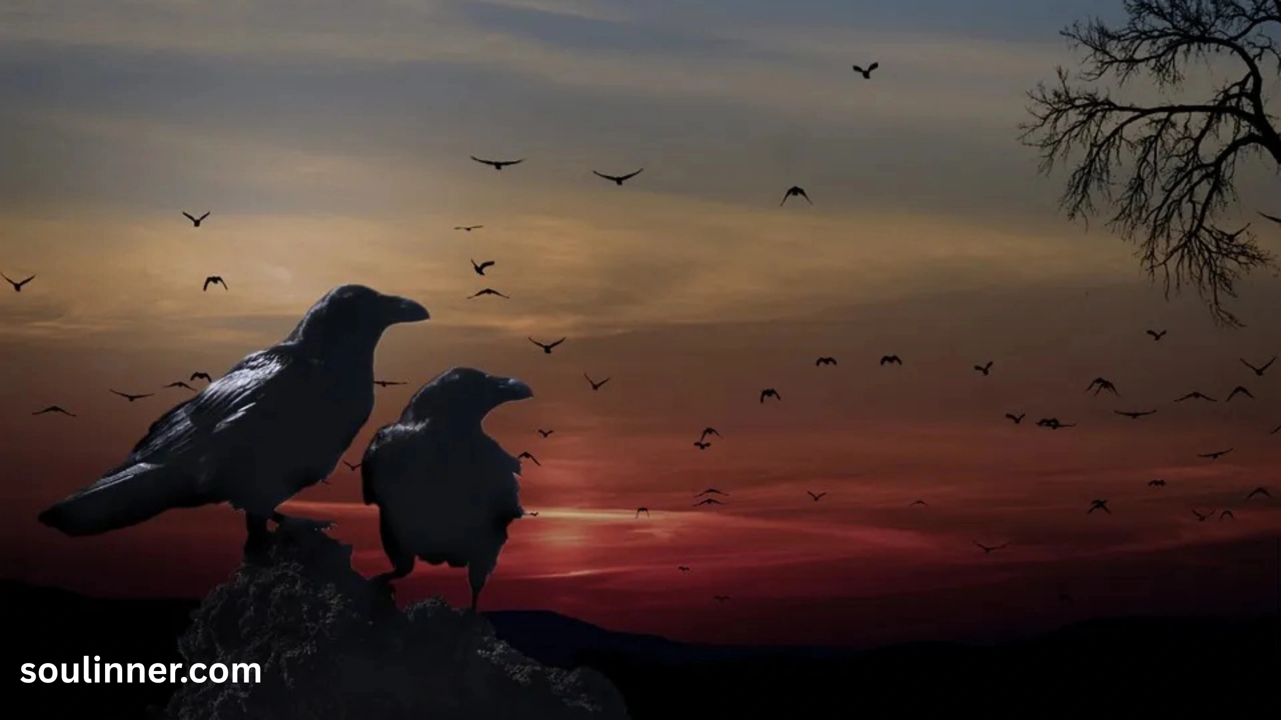Seeing 2 Crows Spiritual Meaning 