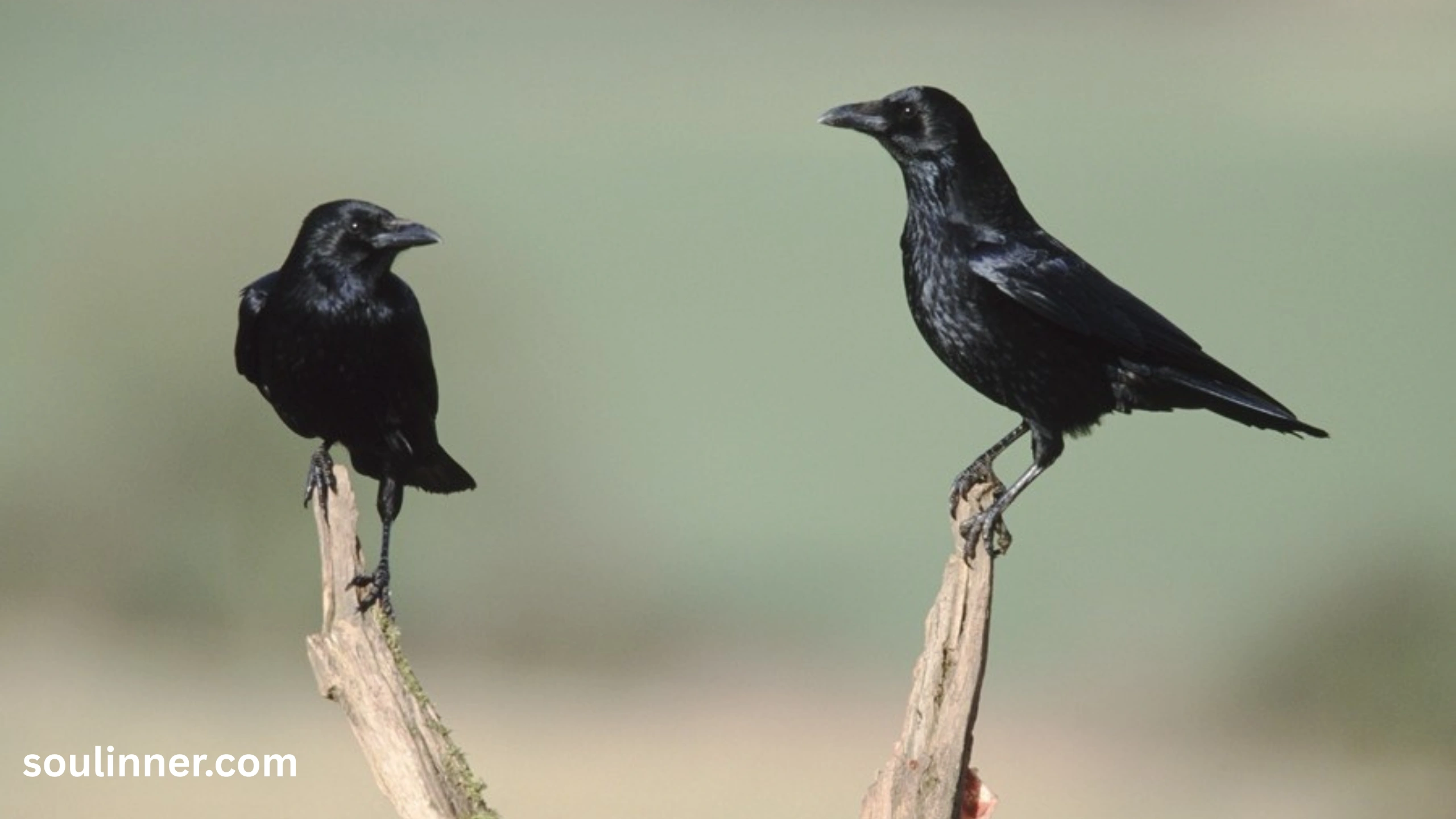 Seeing 2 Crows Spiritual Meaning 