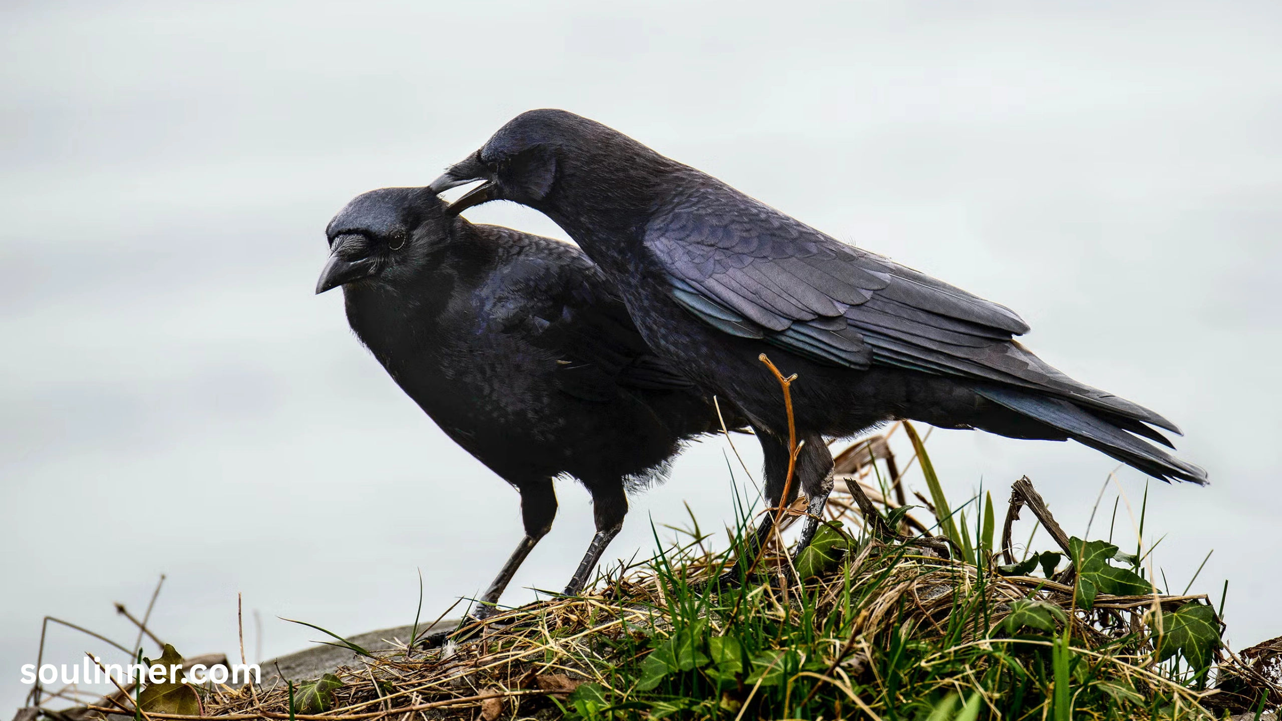 Seeing 2 Crows Spiritual Meaning 