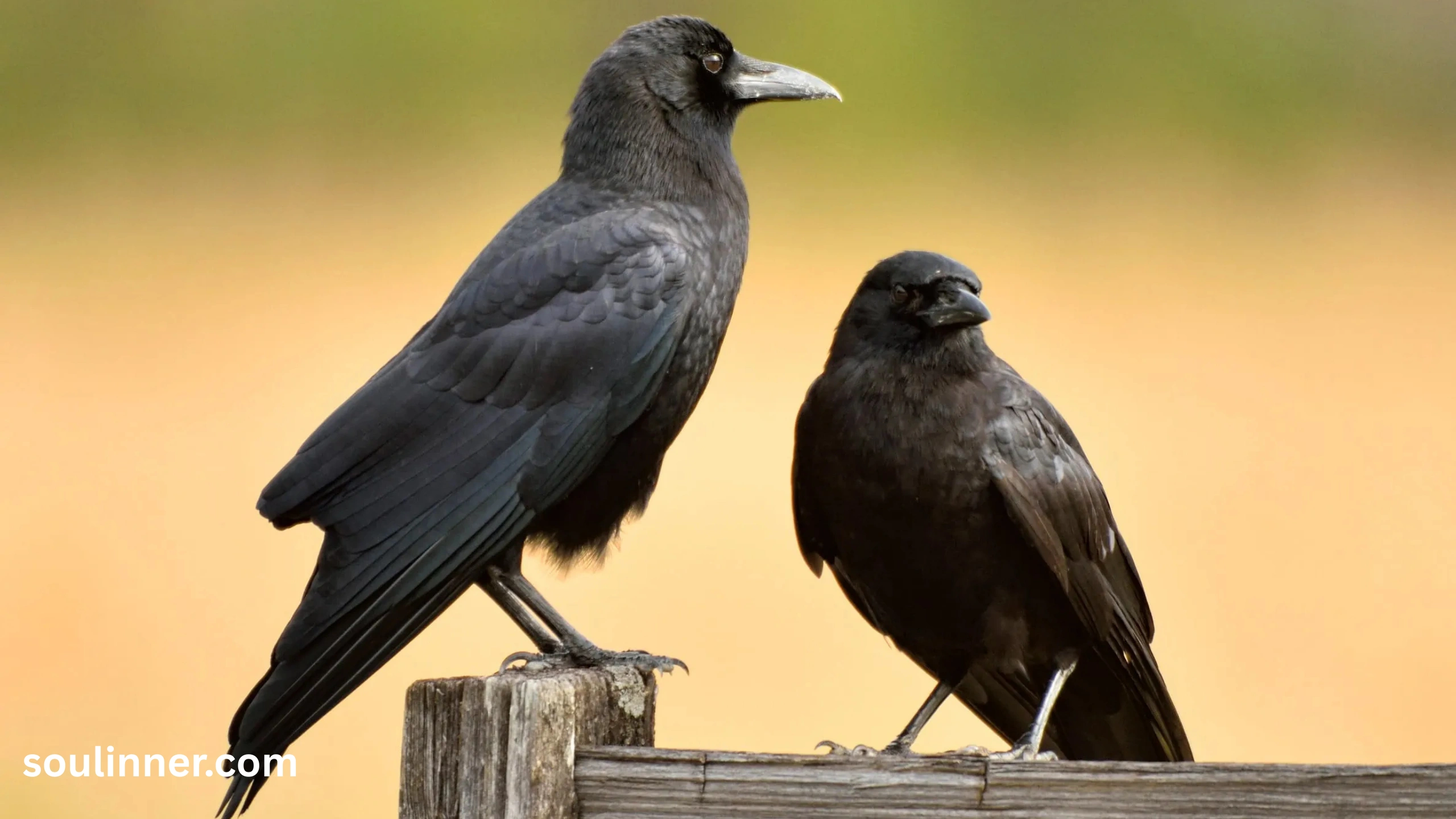 Seeing 2 Crows Spiritual Meaning 