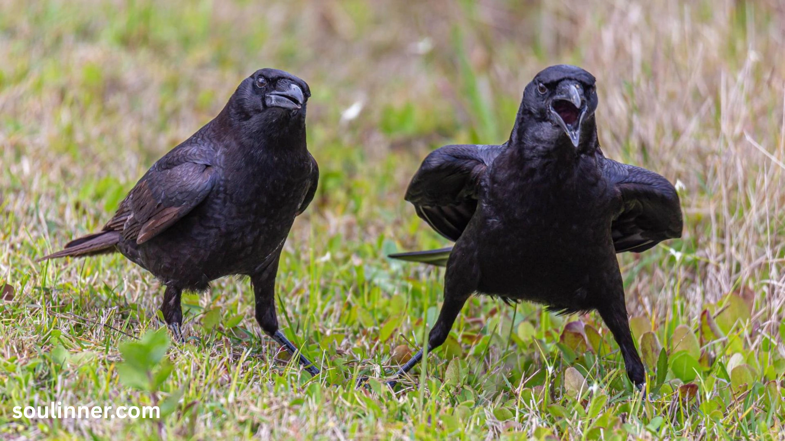 Seeing 2 Crows Spiritual Meaning 