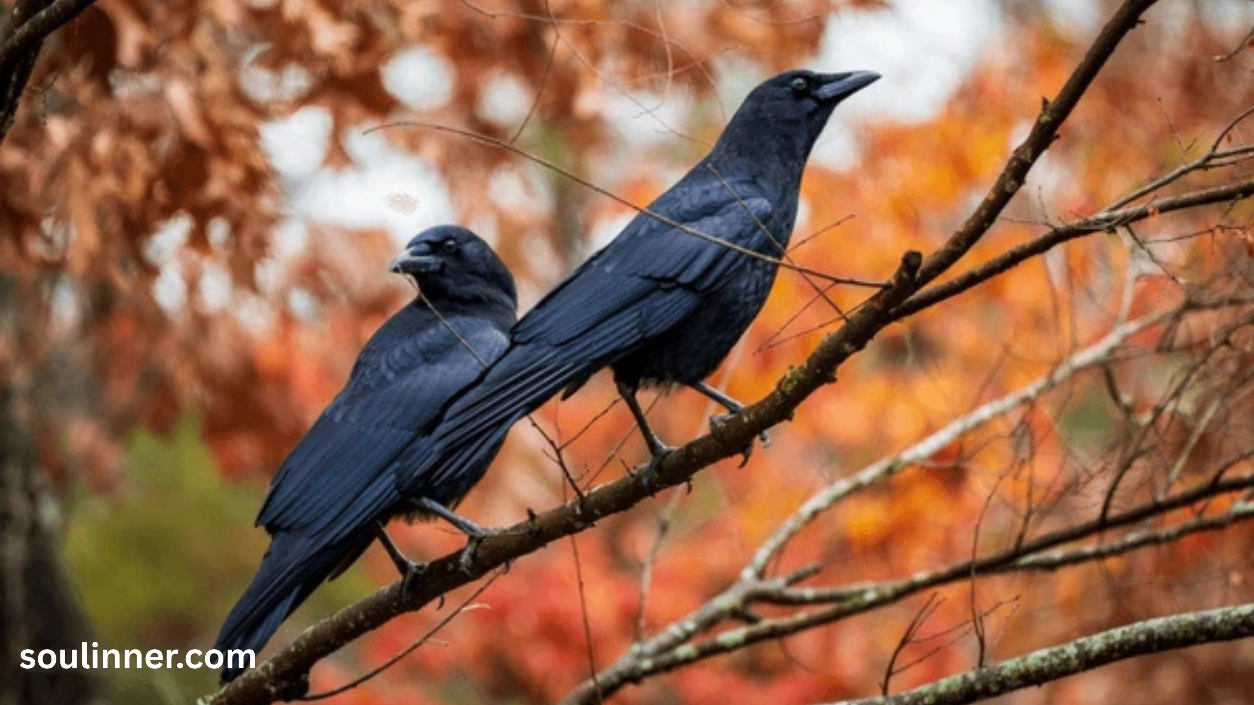 Seeing 2 Crows Spiritual Meaning 
