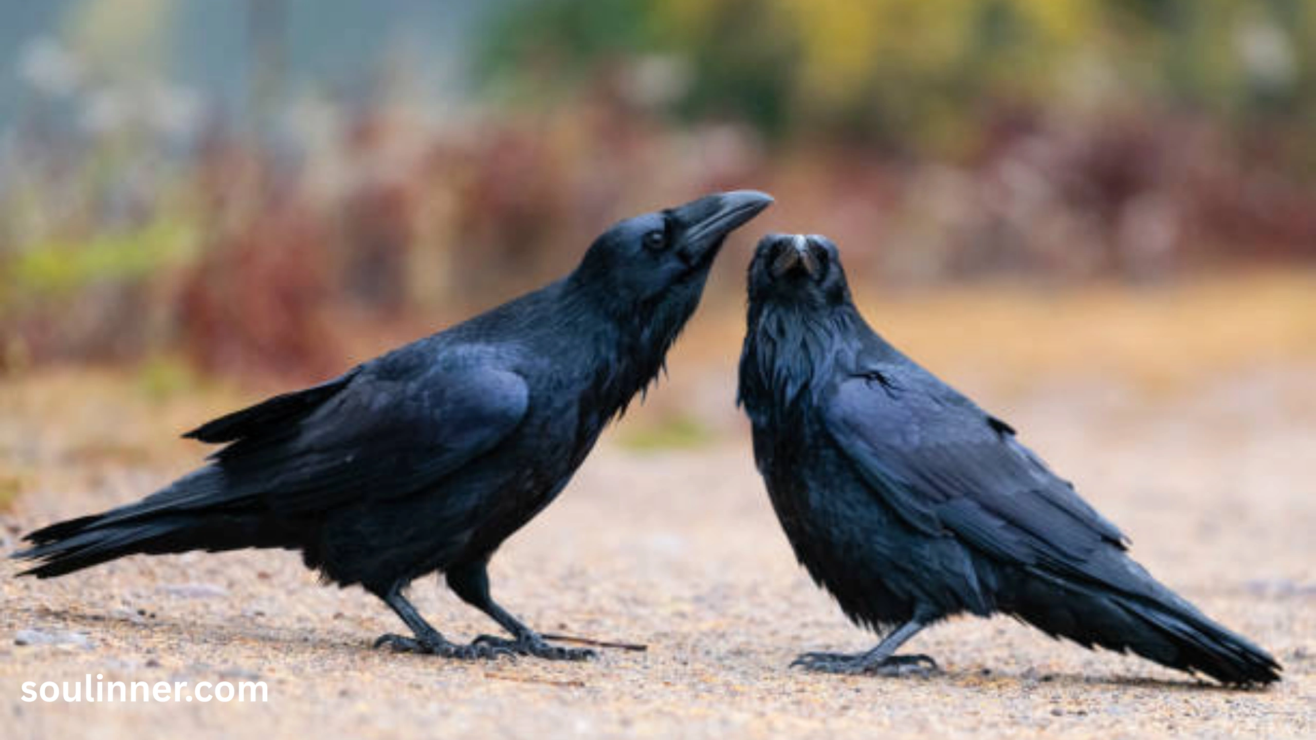 Seeing 2 Crows Spiritual Meaning 