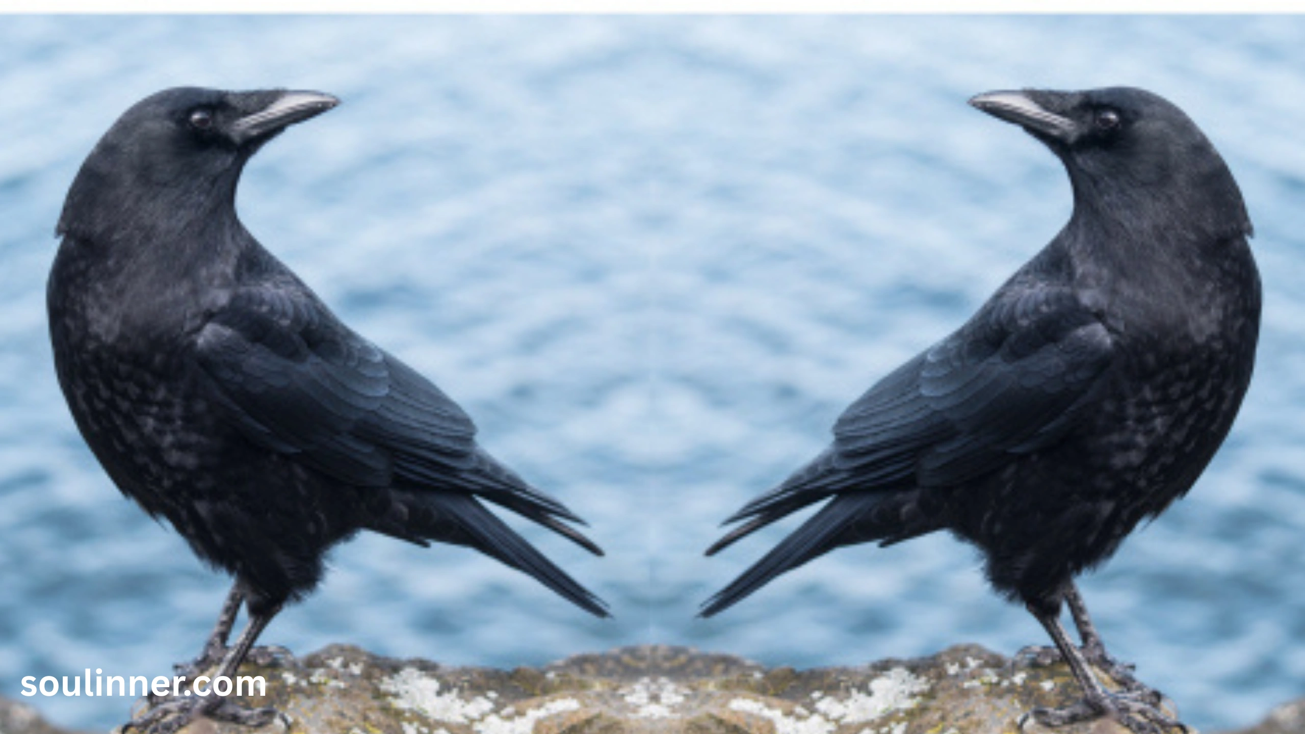 Seeing 2 Crows Spiritual Meaning 