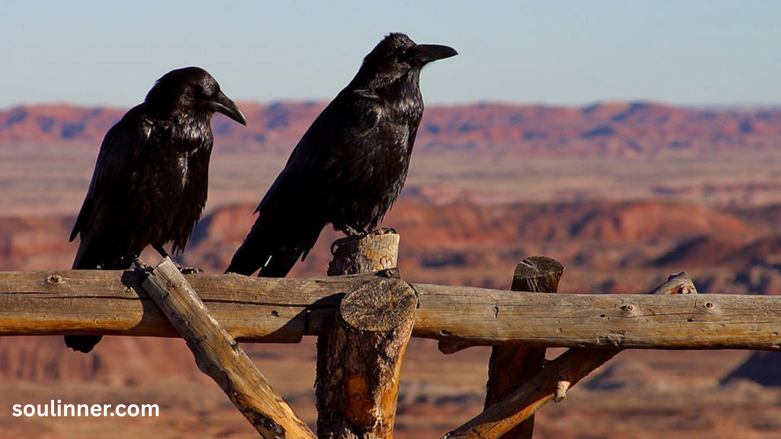 Seeing 2 Crows Spiritual Meaning 