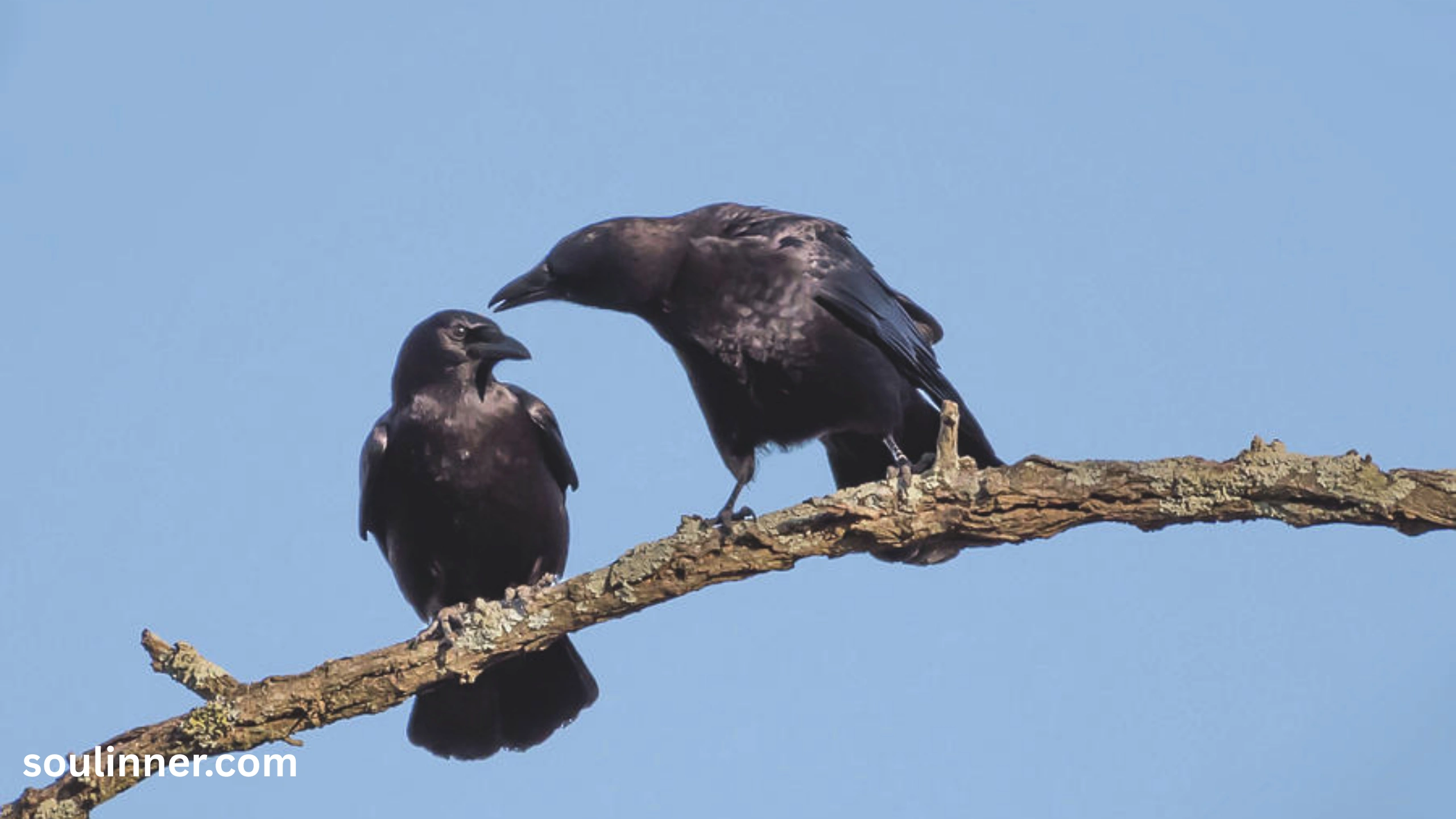 Seeing 2 Crows Spiritual Meaning 