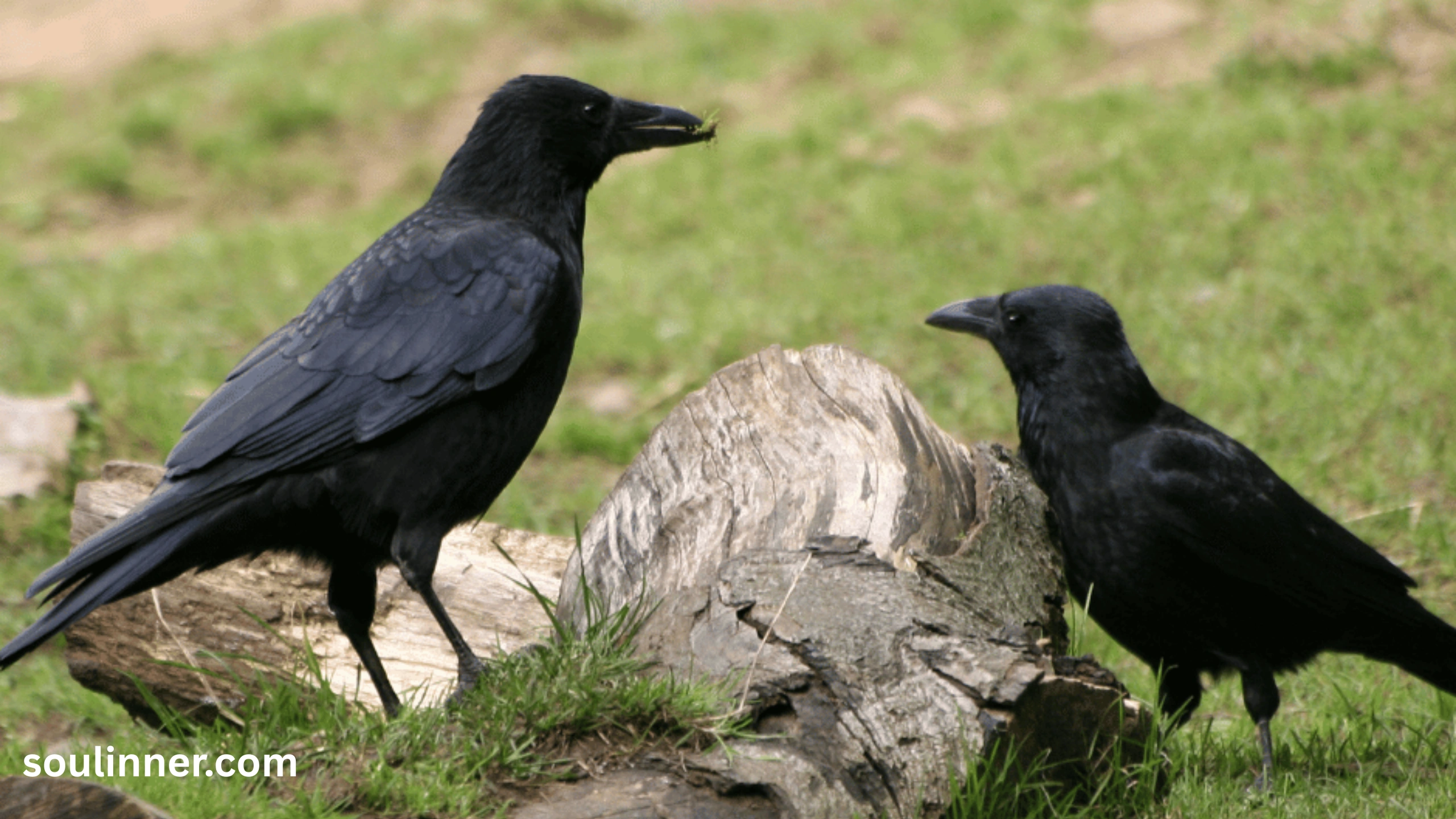 Seeing 2 Crows Spiritual Meaning 