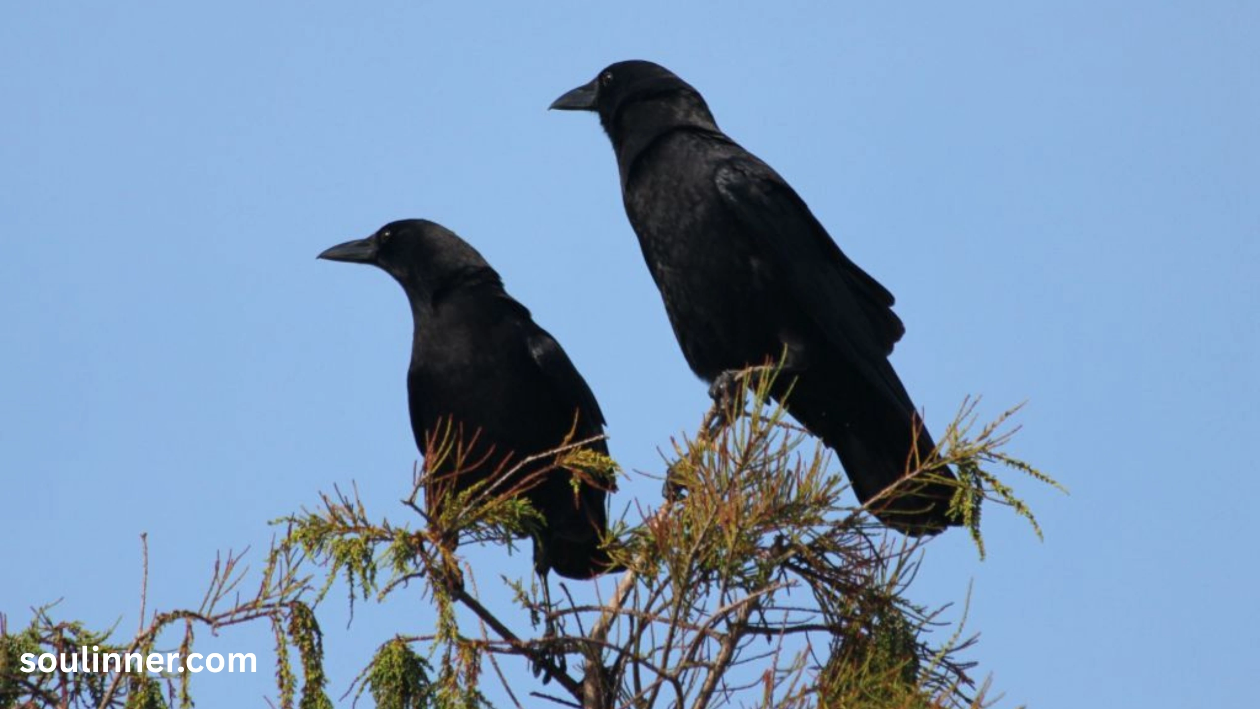 Seeing 2 Crows Spiritual Meaning 