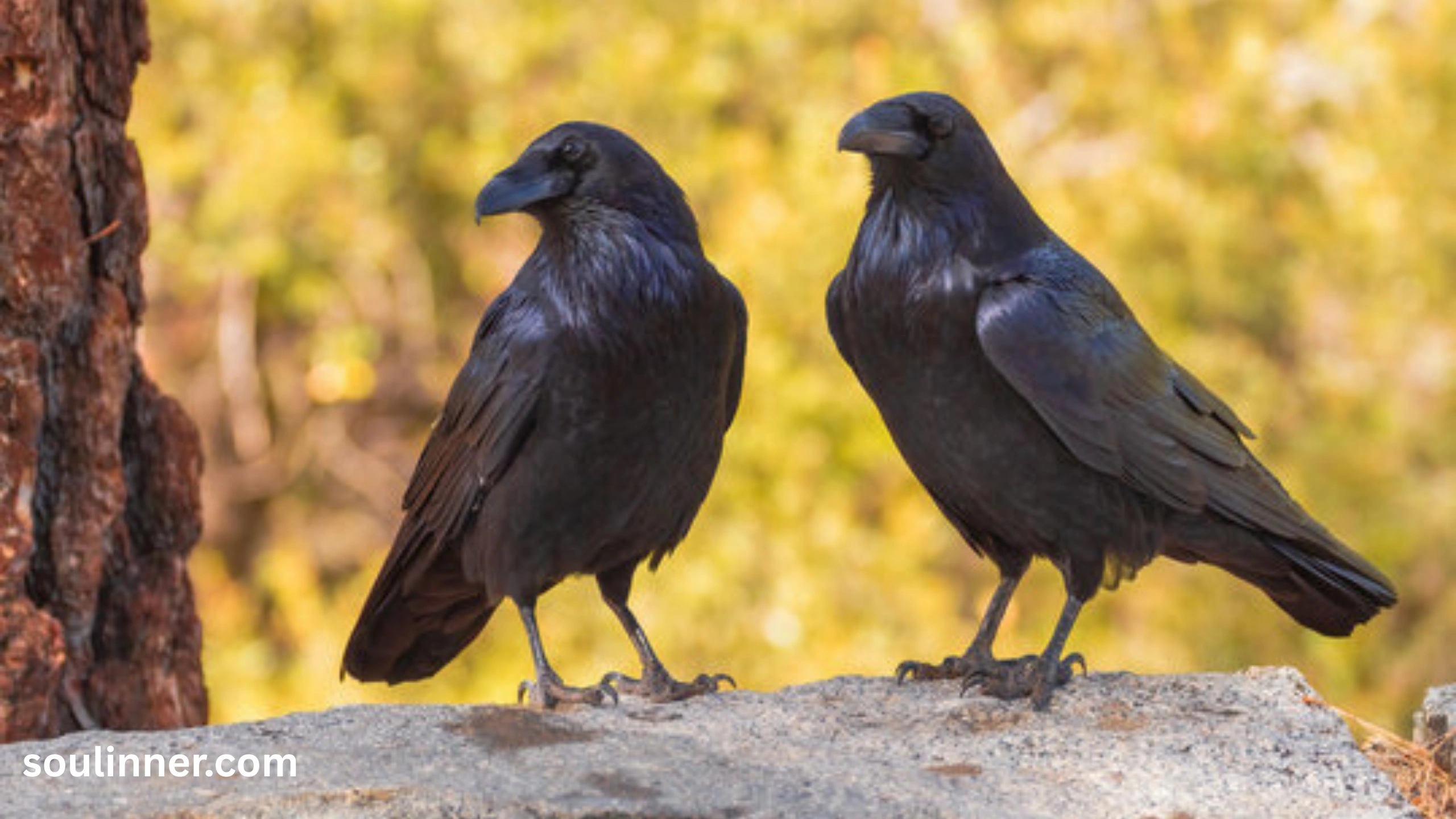Seeing 2 Crows Spiritual Meaning 