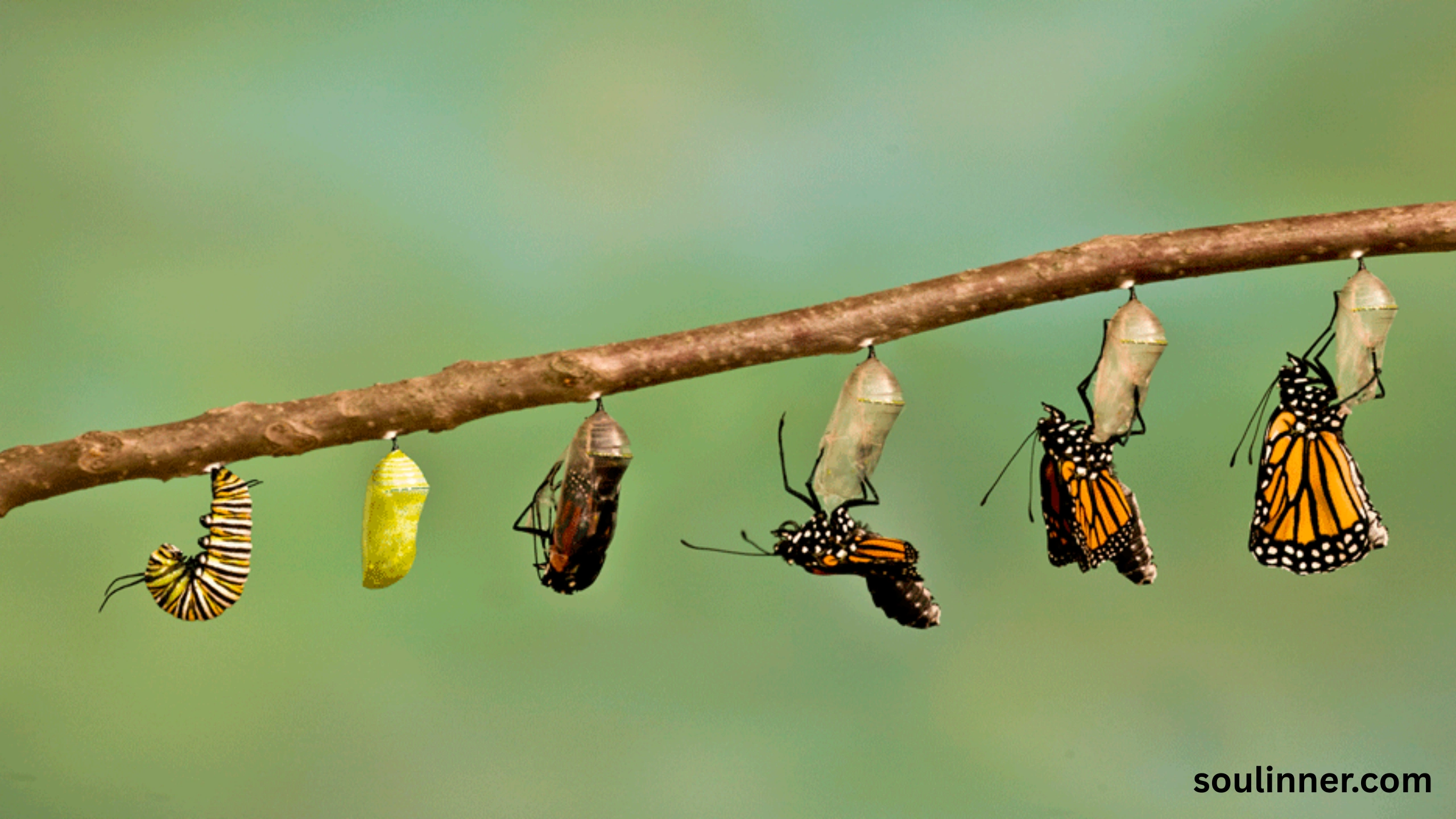 Seeing A Caterpillar Spiritual Meaning
