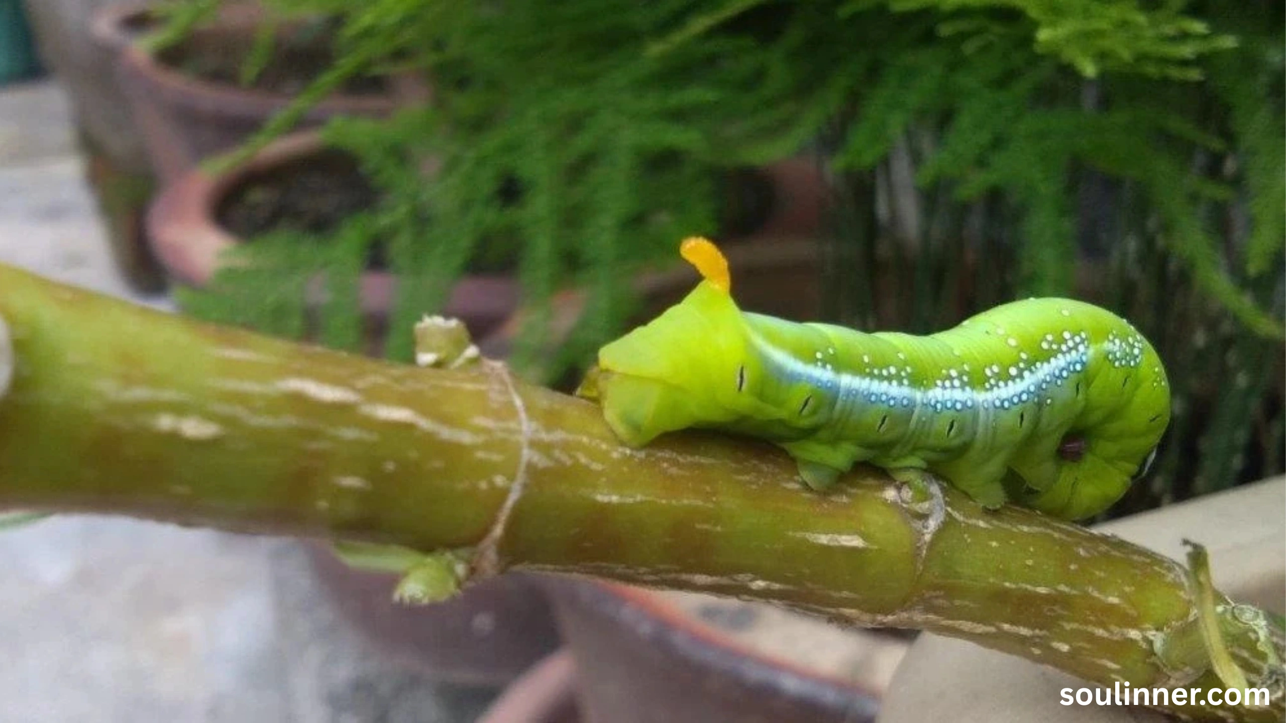 Seeing A Caterpillar Spiritual Meaning