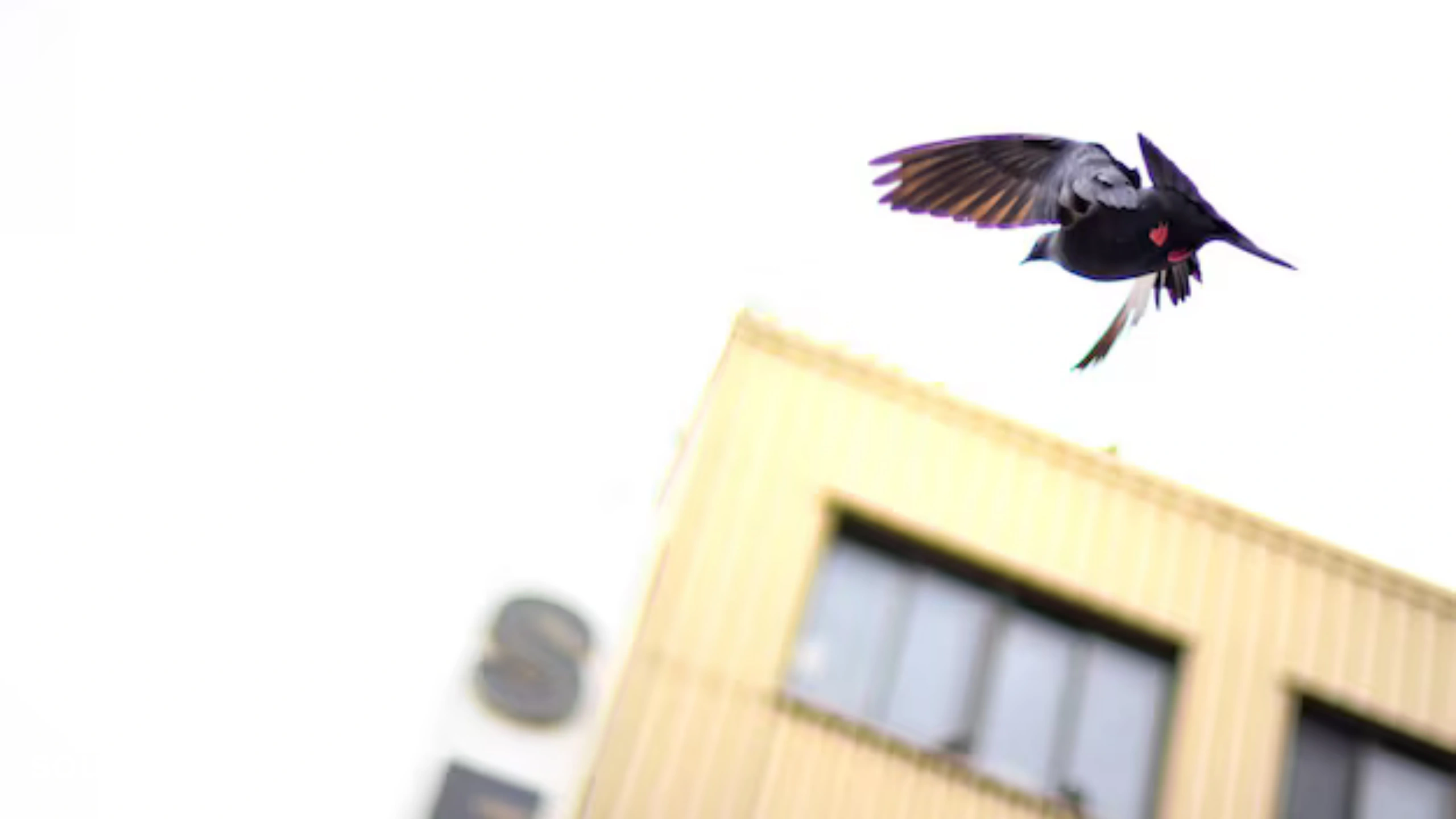  Spiritual Meaning of Birds Flying Into Your House