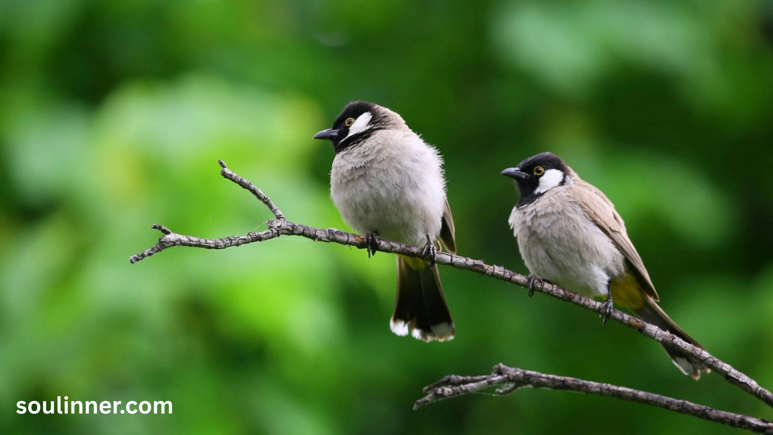  Spiritual Meaning of Birds Flying Into Your House
