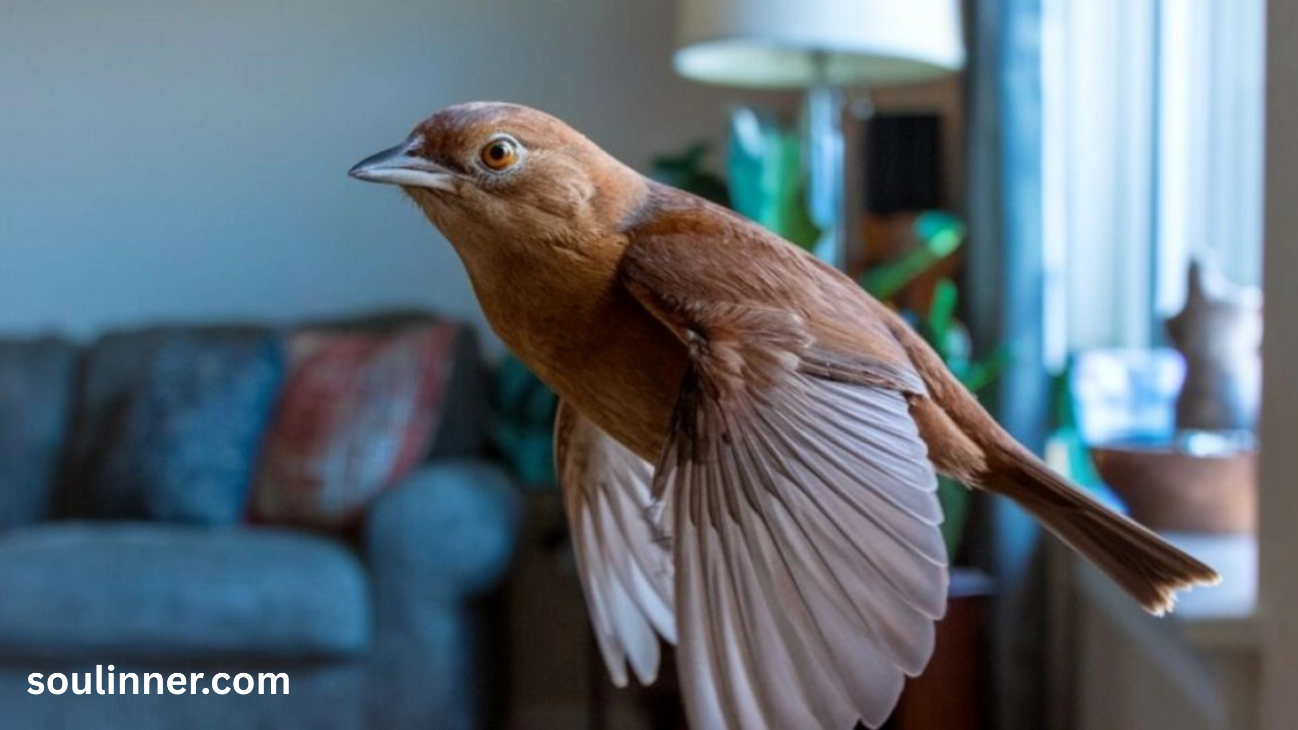  Spiritual Meaning of Birds Flying Into Your House